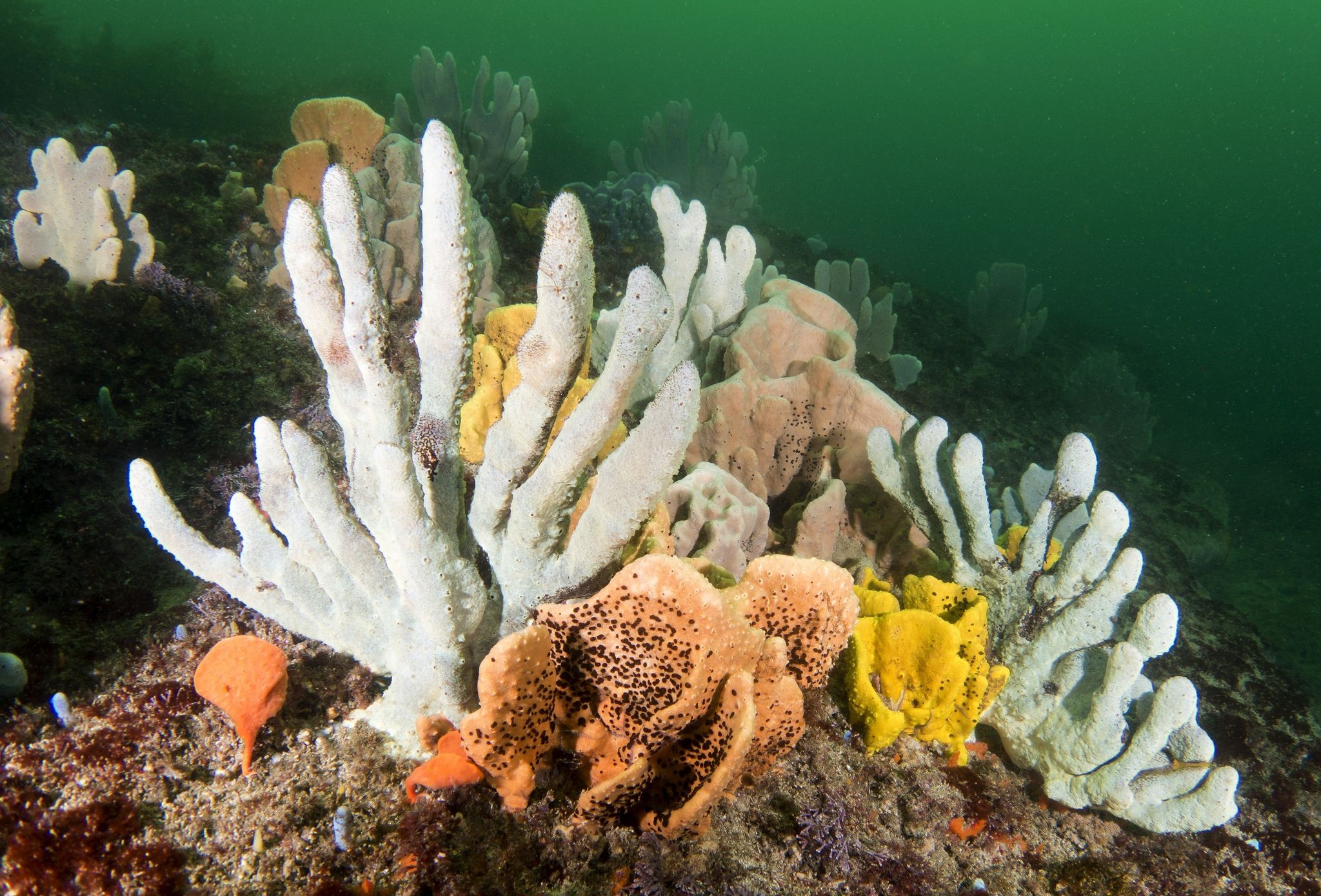 Sea Sponge: Underwater garden of weird shapes, Multicelled immobile animals. 2050x1390 HD Background.