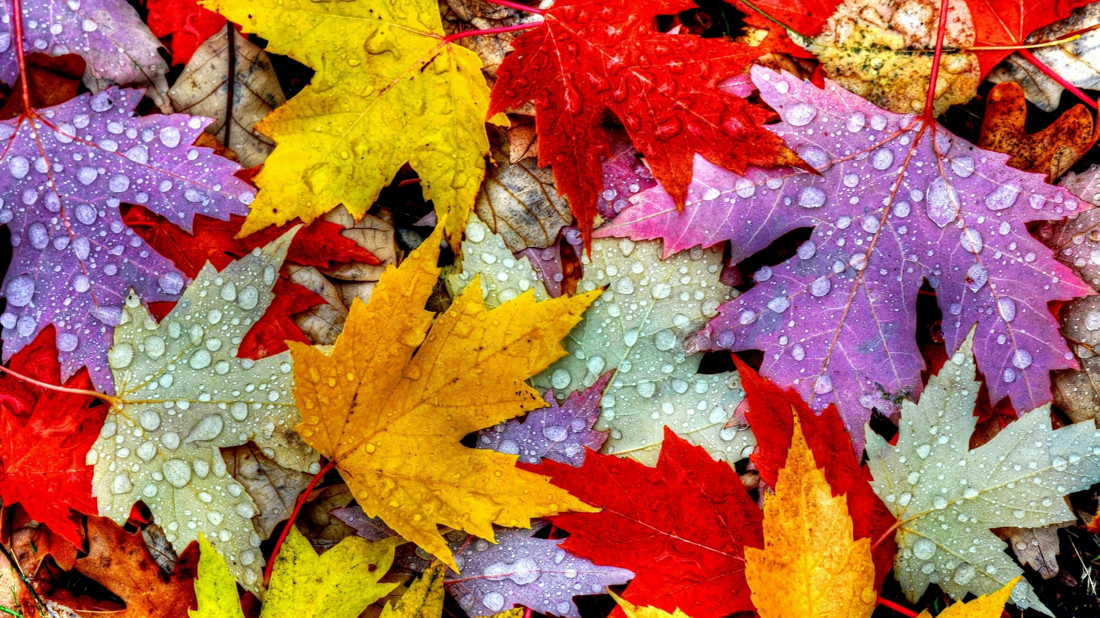 Leaves: Brightly colored maple foliage, Chlorophyll breakdown. 3840x2160 4K Background.