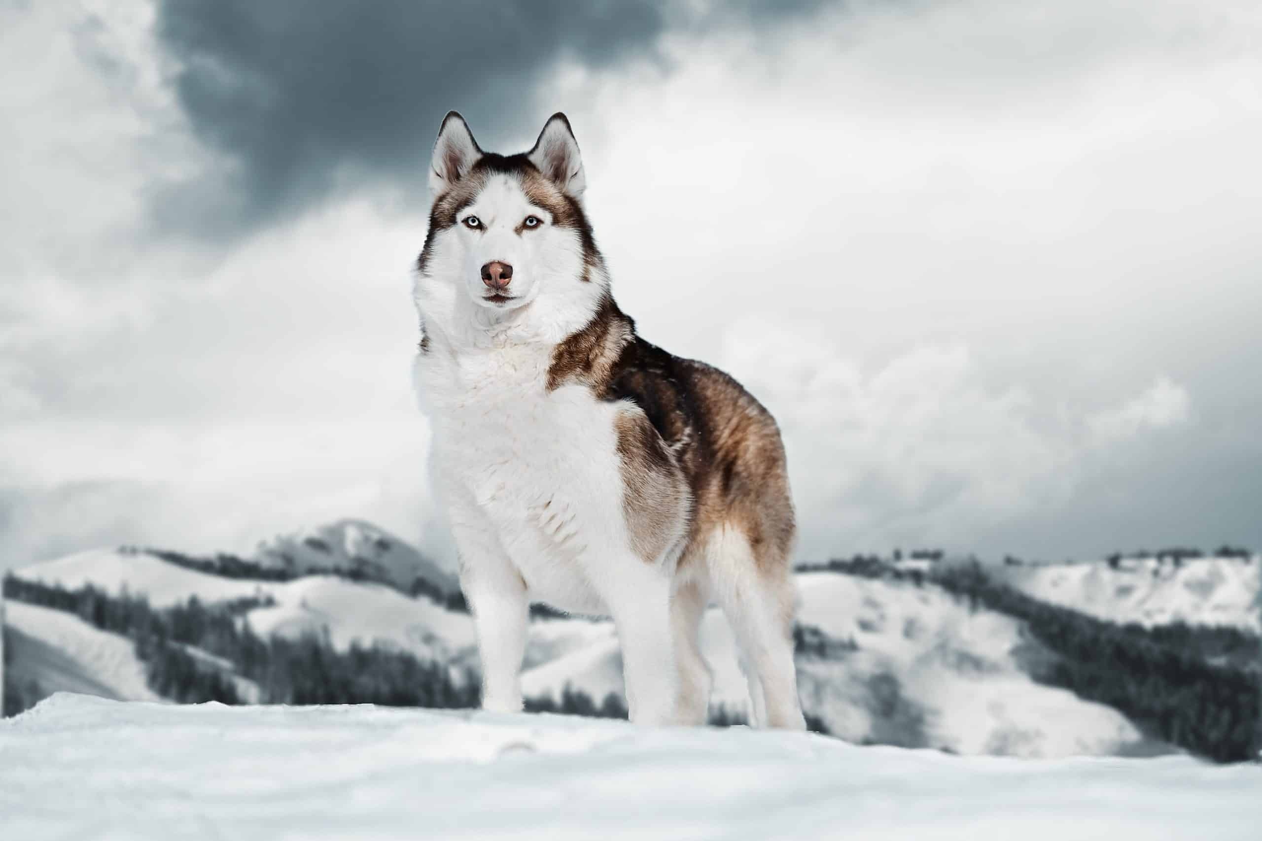 Alaskan Husky vs. Siberian Husky: Use this breed guide 2560x1710