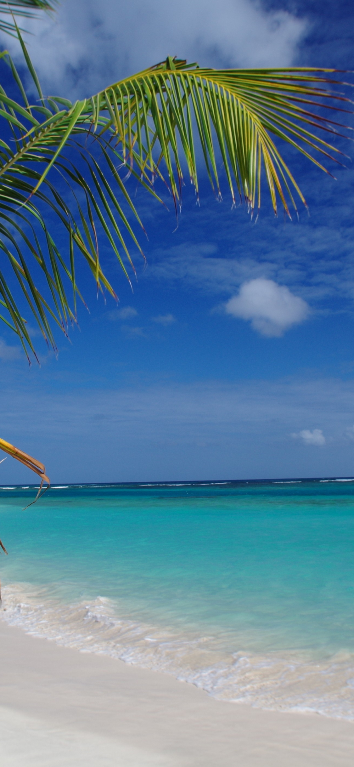 Flamenco Beach, Palms, Culebra Island, Puerto Rico, 1130x2440 HD Phone