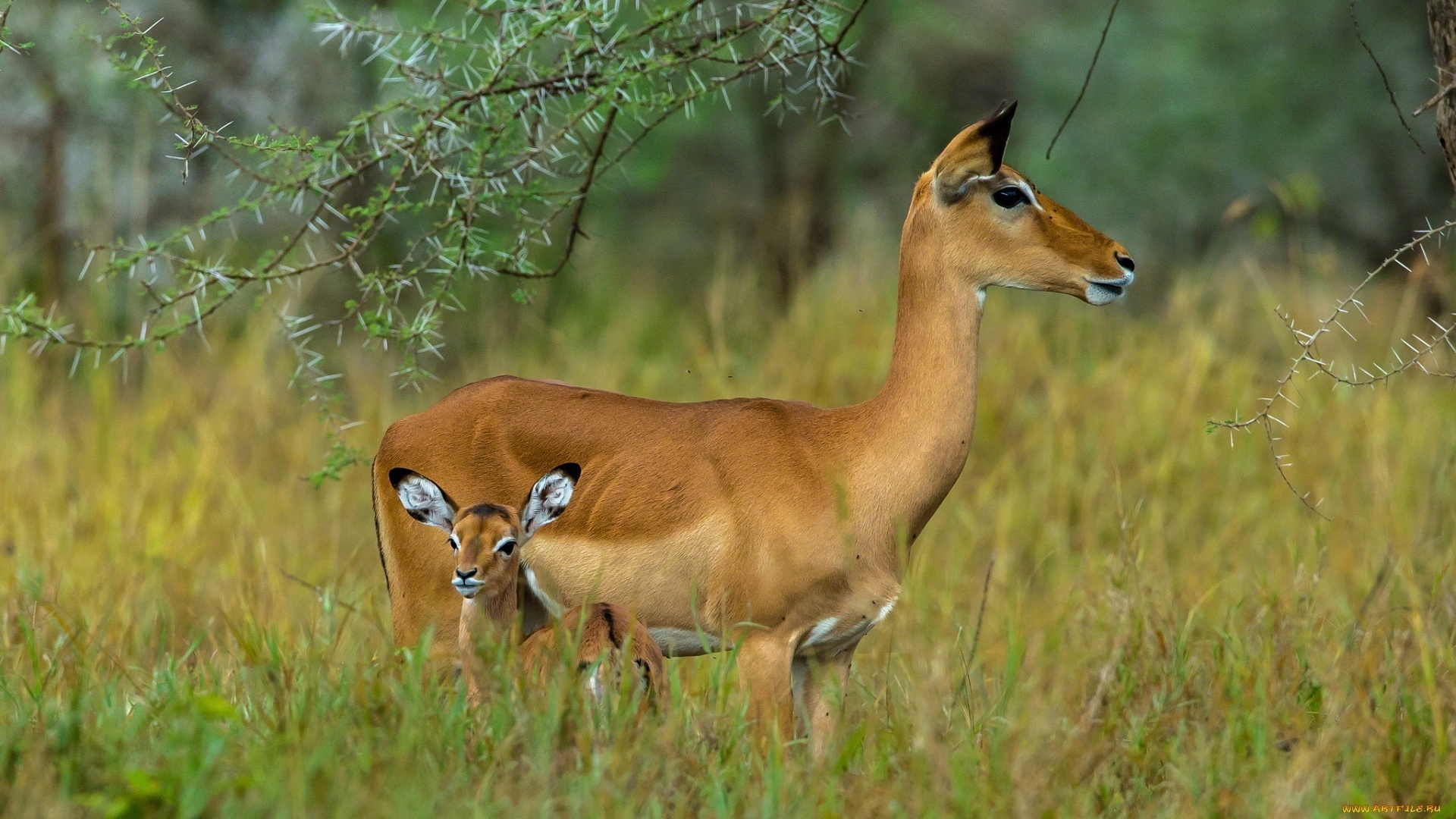 18 antelope wallpapers, African wildlife, Striking imagery, Nature's beauty, 1920x1080 Full HD Desktop