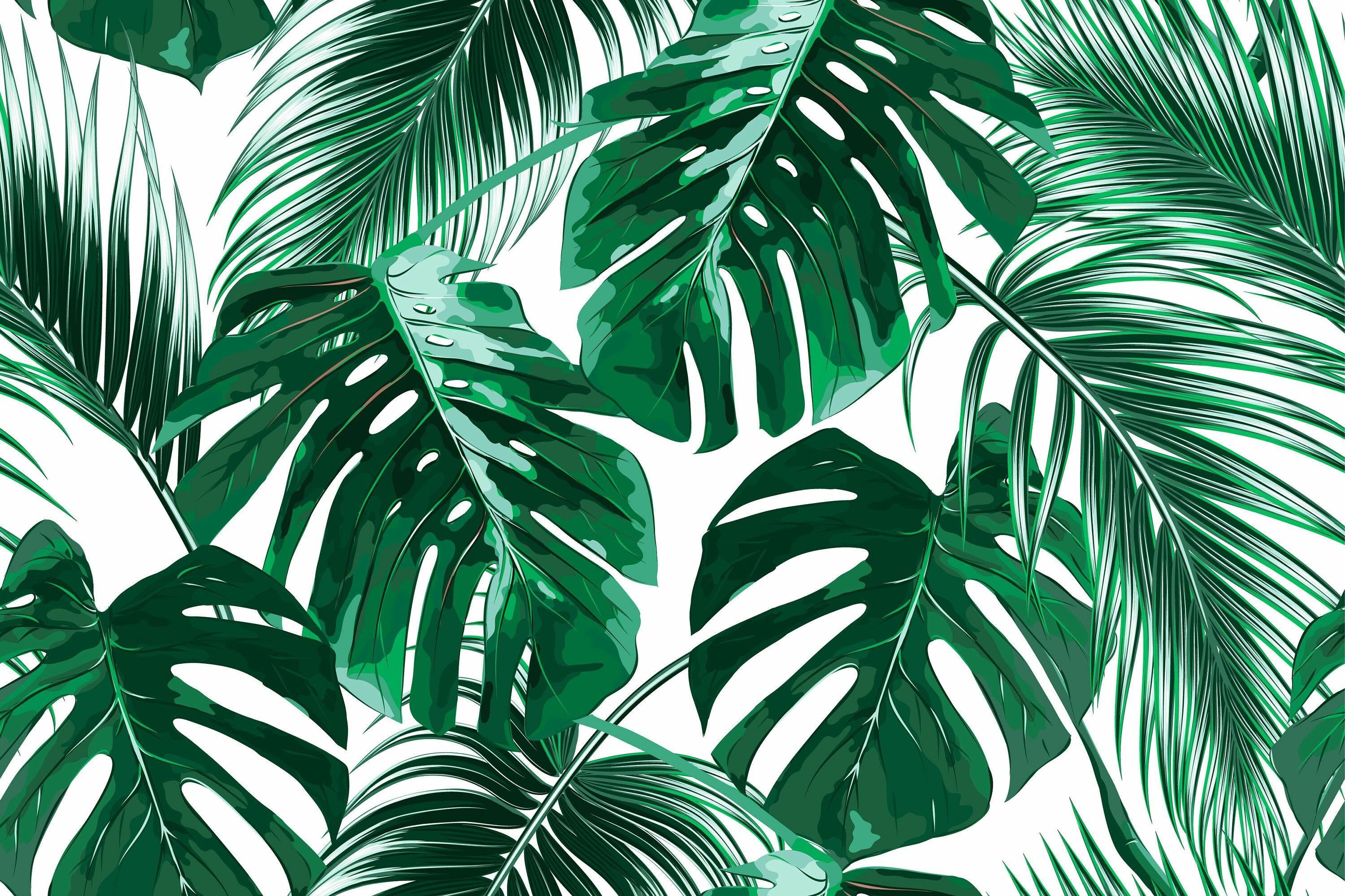Palm Tree: Monstera leaves, Araceae, The plant from tropical regions. 3000x2000 HD Wallpaper.