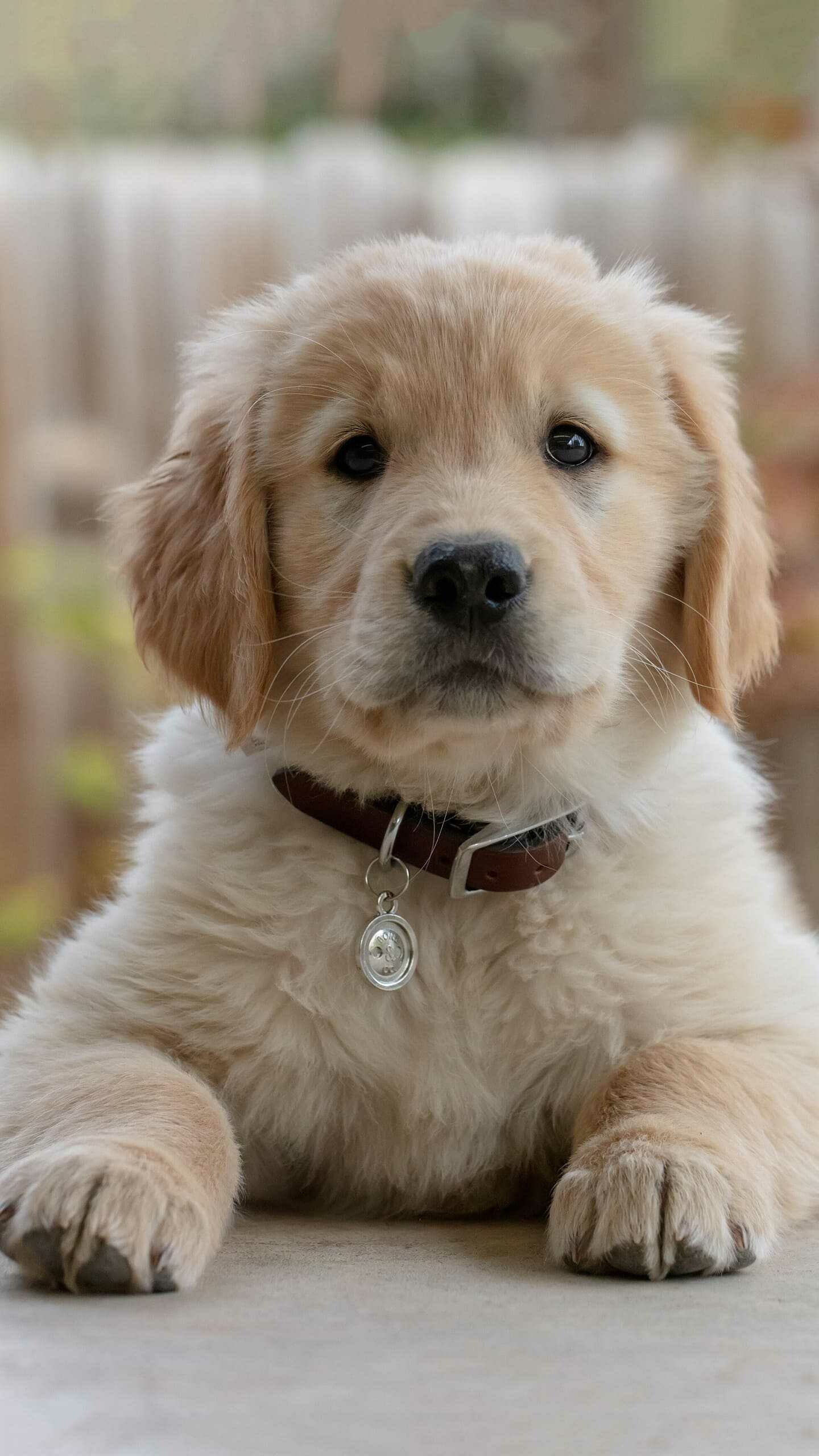 Golden Retriever: Considered an intelligent, gentle-natured, and very affectionate breed of dog, Puppy. 1440x2560 HD Wallpaper.