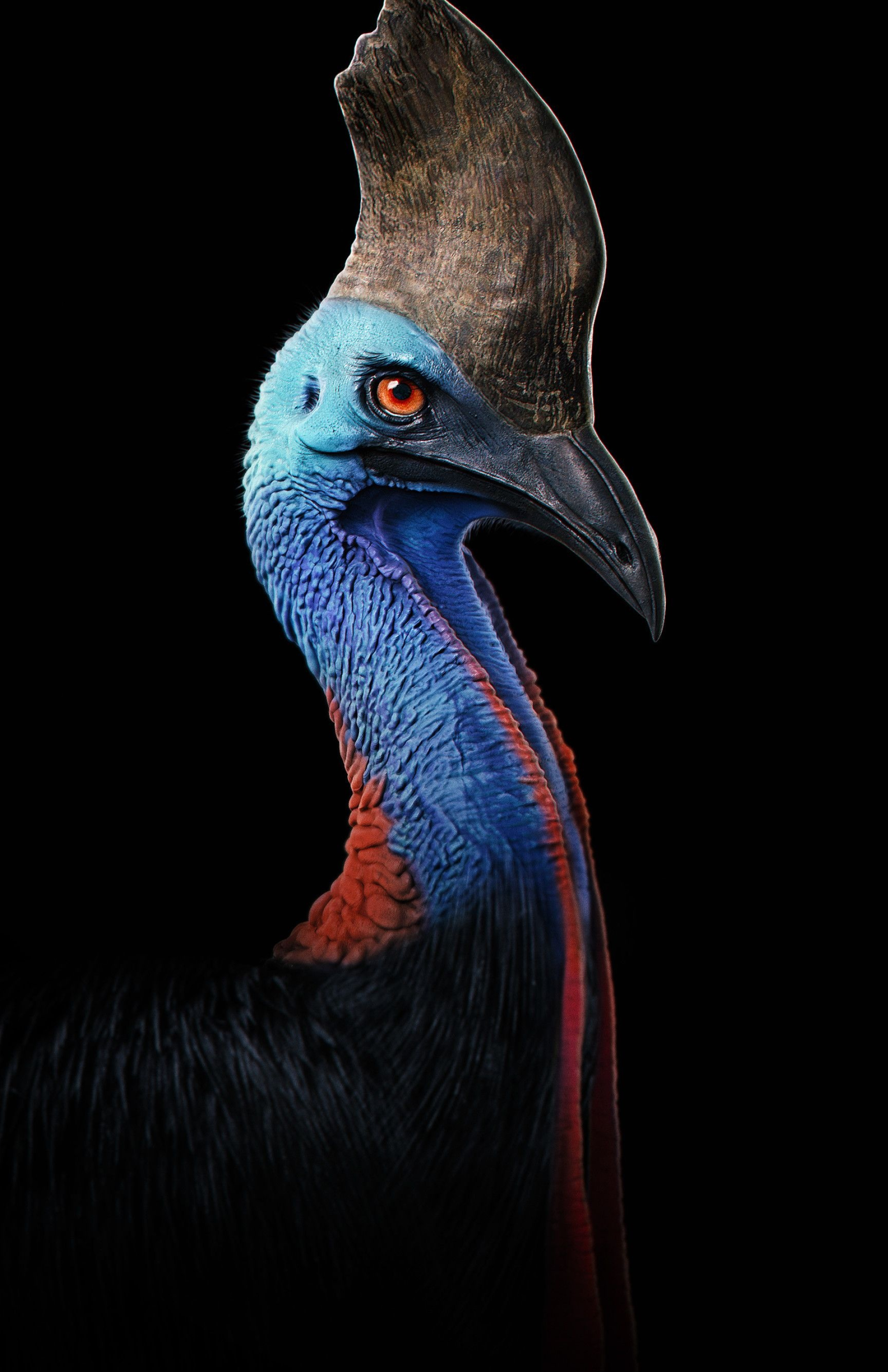 Beautiful bird species, Cassowary photography, Australian avian wonder, Fascinating creature, 1920x2970 HD Phone