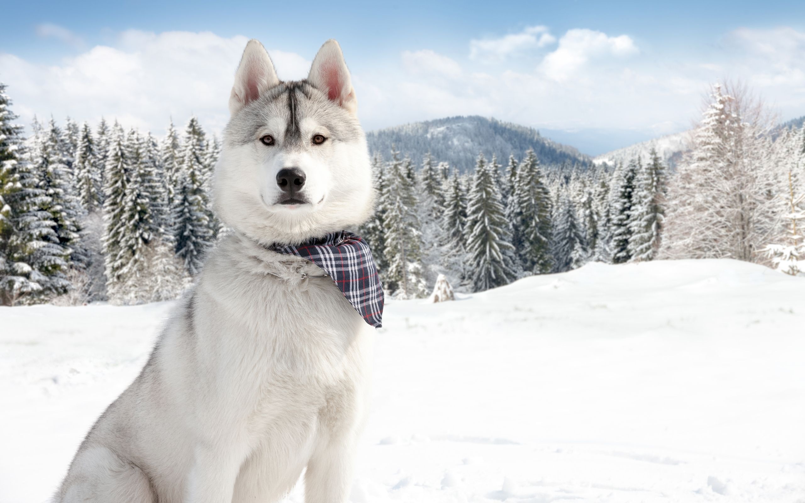 Aidi Dog, Winter wonderland, Playful snow, Canine joy, 2560x1600 HD Desktop
