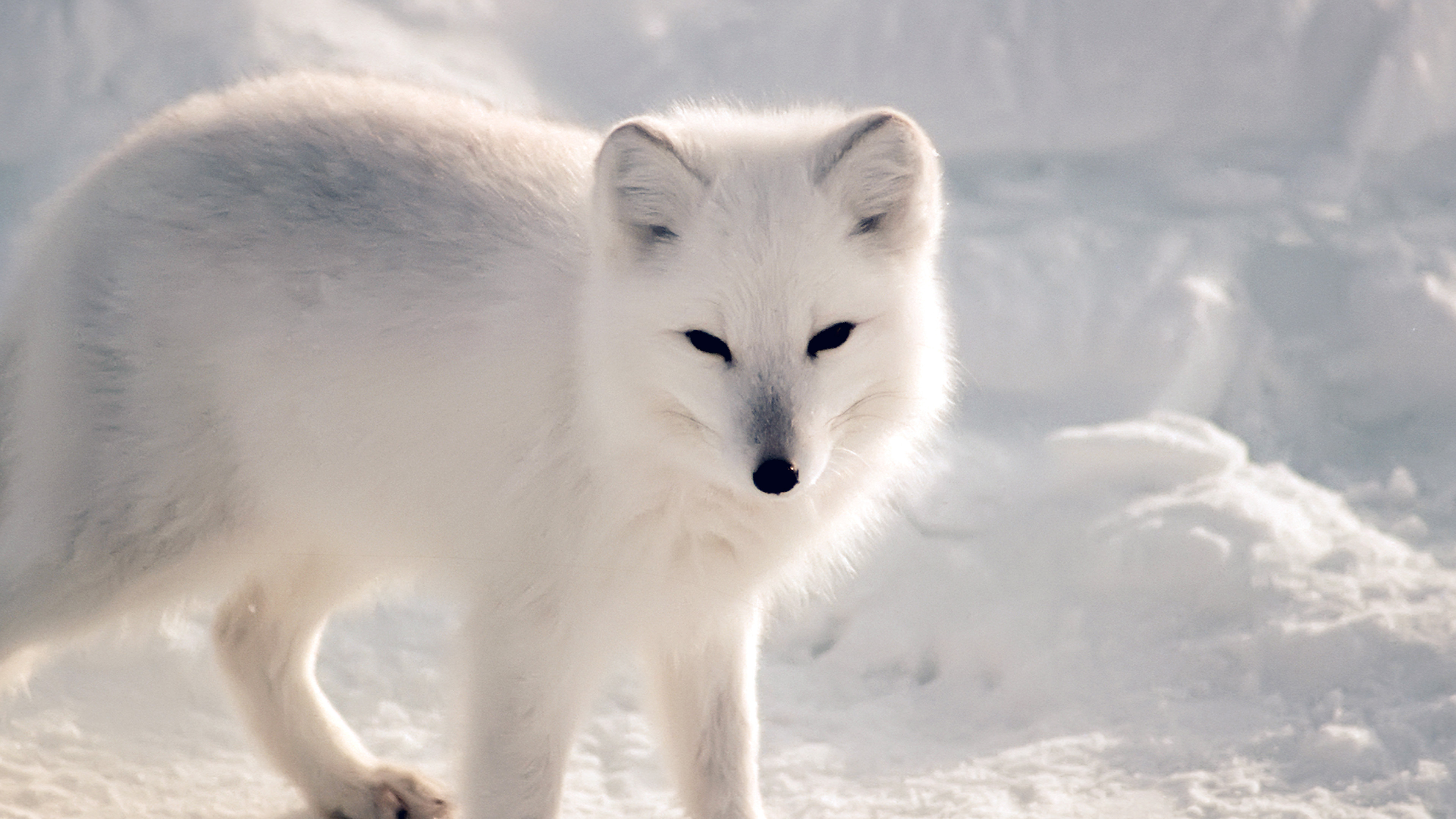 Arctic Fox, White fur, Winter snow, Nature, 3840x2160 4K Desktop