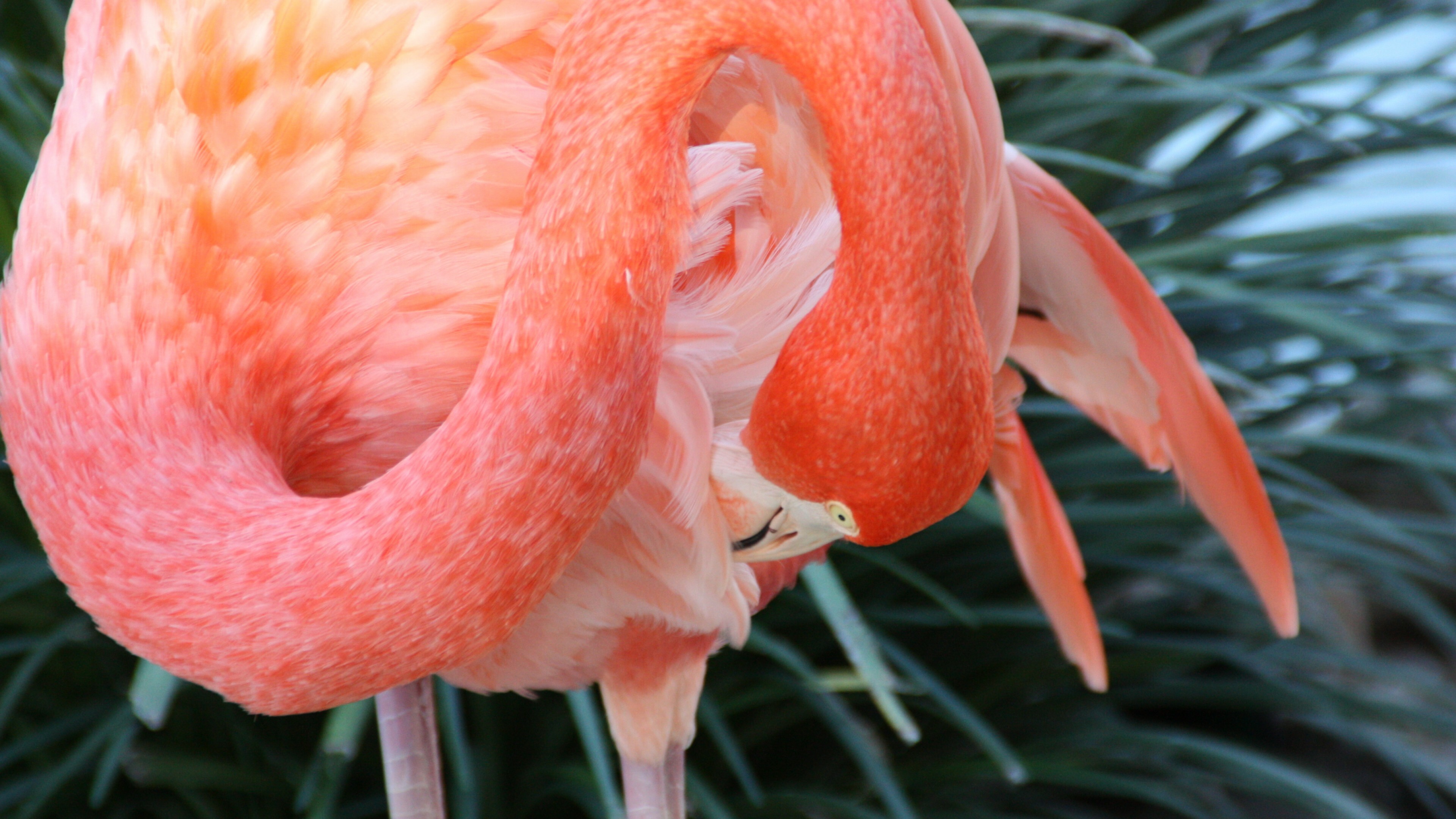 Flamingo: Tall, pink wading bird with thick downturned bills. 3840x2160 4K Background.
