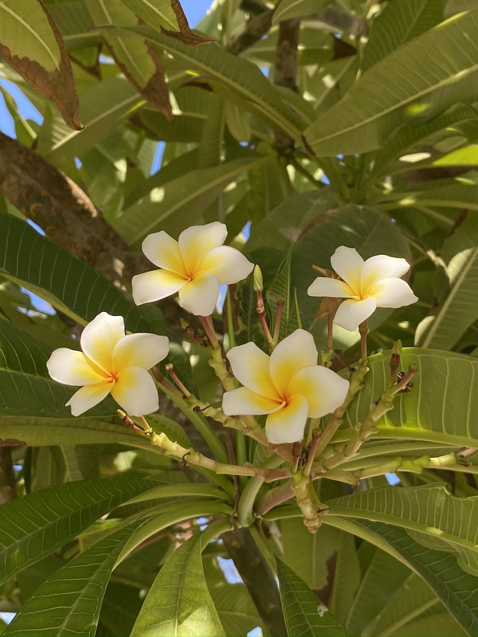 Frangipani Flower: Plumeria species, Temple tree, Flowering plant. 1540x2050 HD Background.