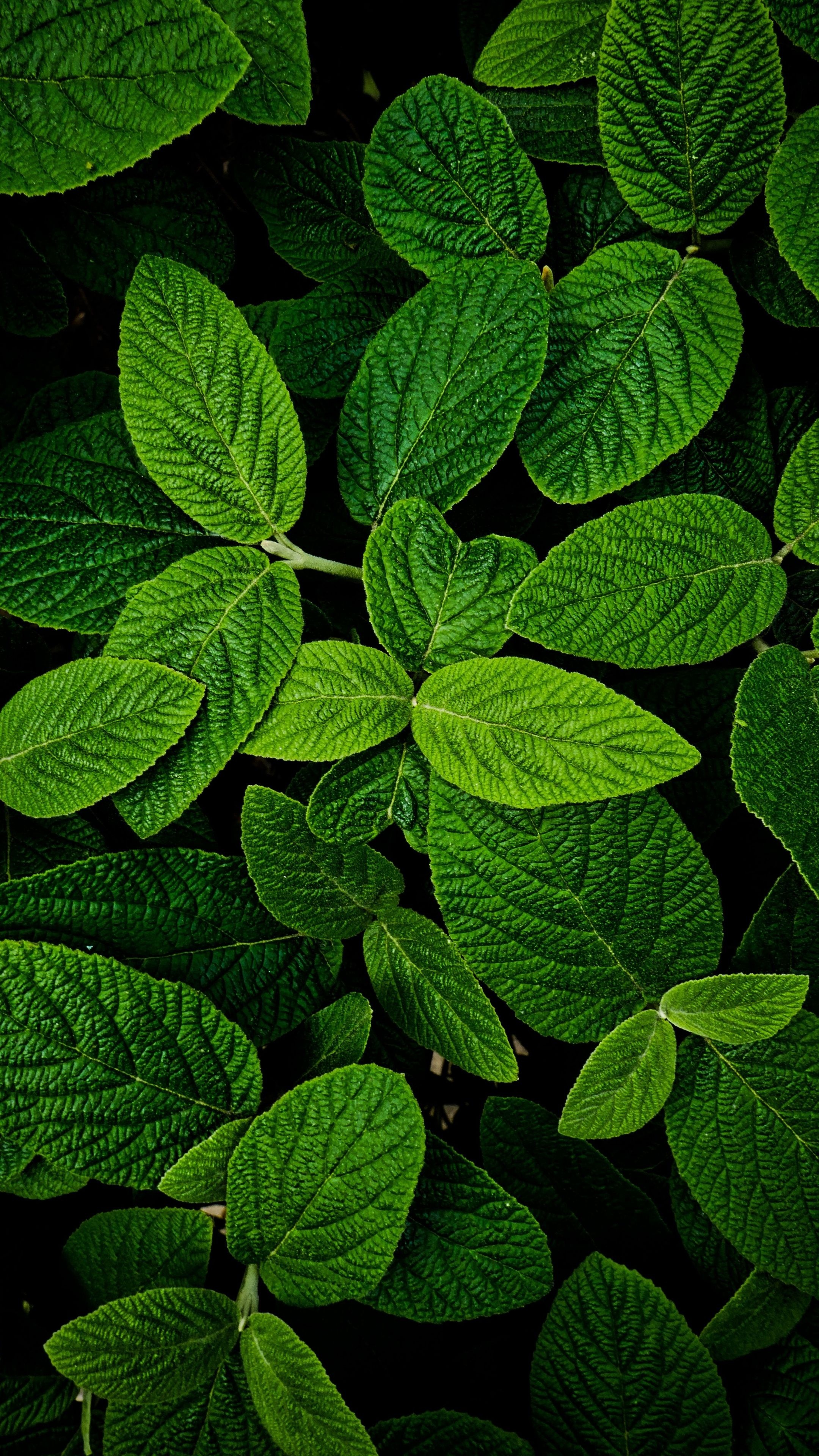 Green Leaf: Evergreen jungle forest, A group of fern leaves, Vascular plants. 2160x3840 4K Wallpaper.