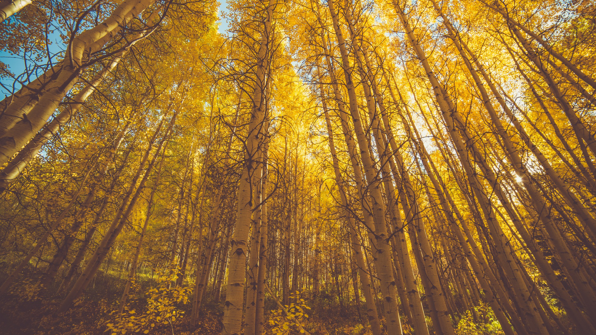 Autumn aspen forest, Spellbinding colors, Captivating landscape, Photographer's delight, 1920x1080 Full HD Desktop