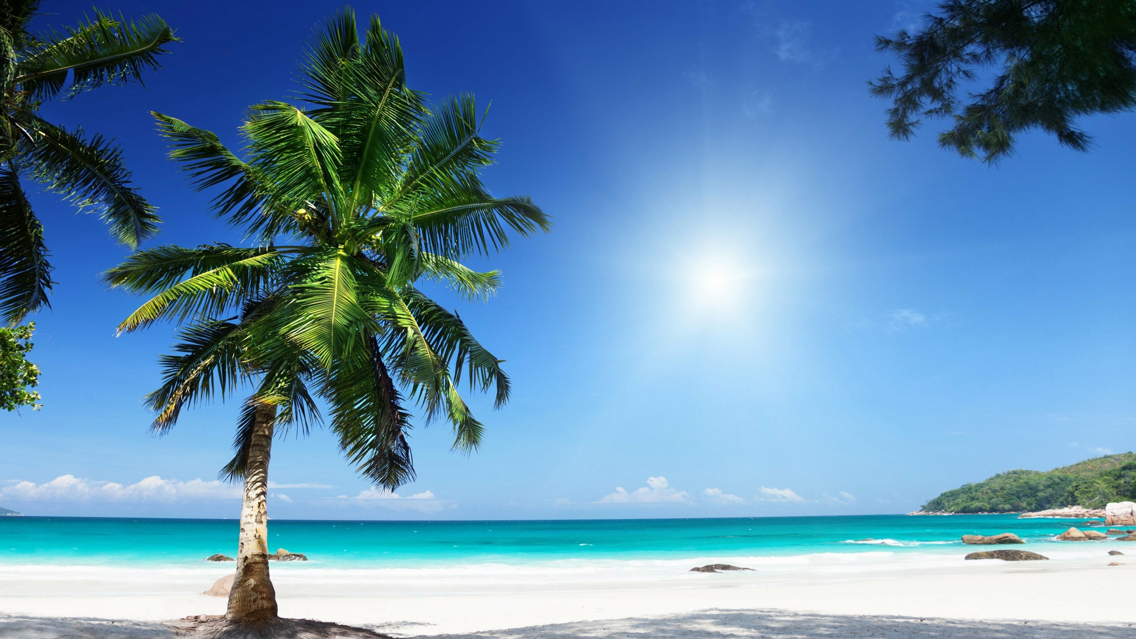 Palm Tree: Tropical beach, A tree-like form, Pinnate leaves. 3840x2160 4K Background.
