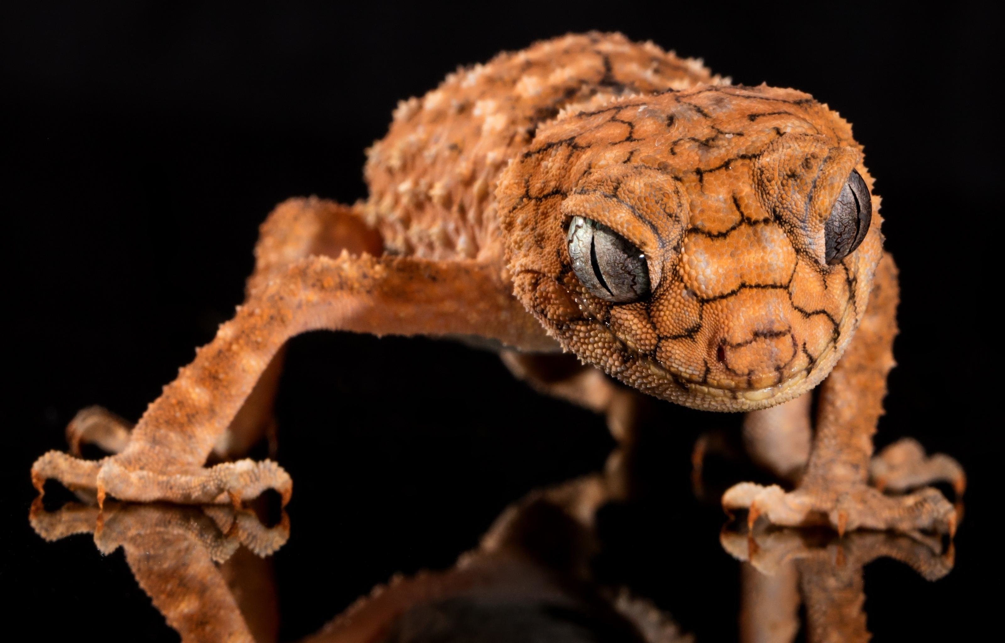 Gecko: Small, nocturnal lizards found in all the warm parts of the world. 3200x2050 HD Wallpaper.