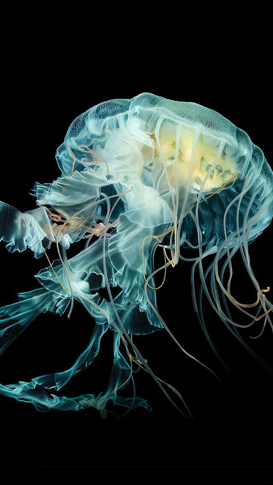 Fantastical jellyfish art, Nature-inspired wallpaper, Undersea beauty, Creative animal artwork, 1080x1920 Full HD Phone