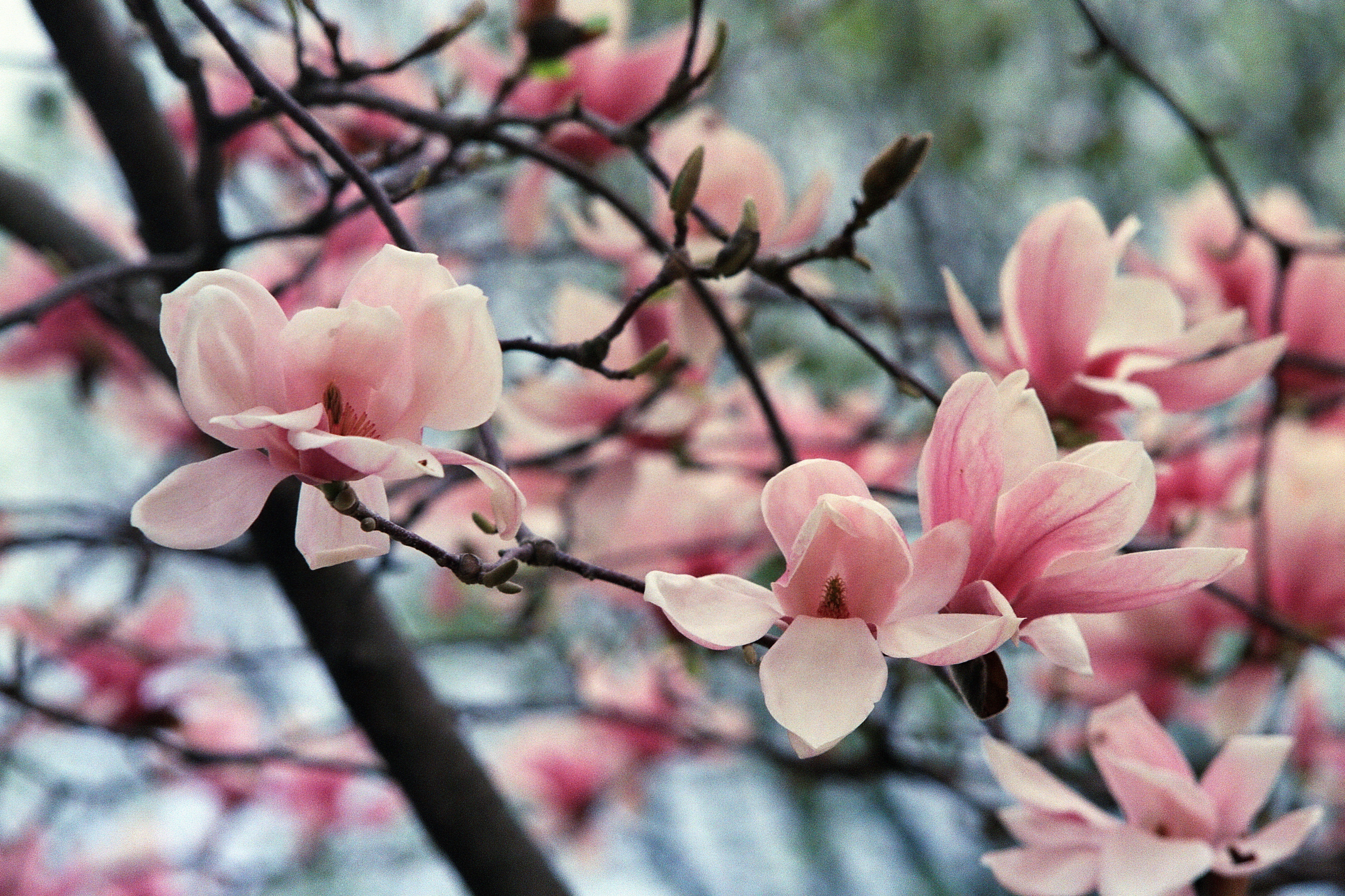 Magnolia blossoms, Floral delight, Nature's gift, Beautiful petals, 3200x2140 HD Desktop