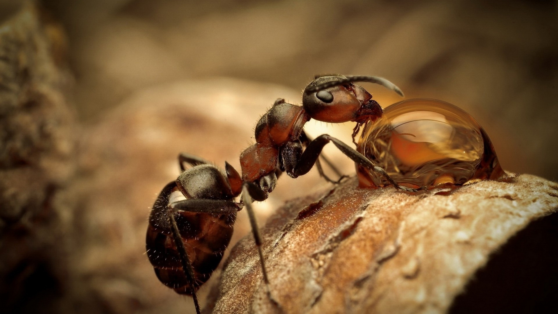 Ant macro, Blurred wallpapers, Widescreen backgrounds, Artistic perspective, 1920x1080 Full HD Desktop