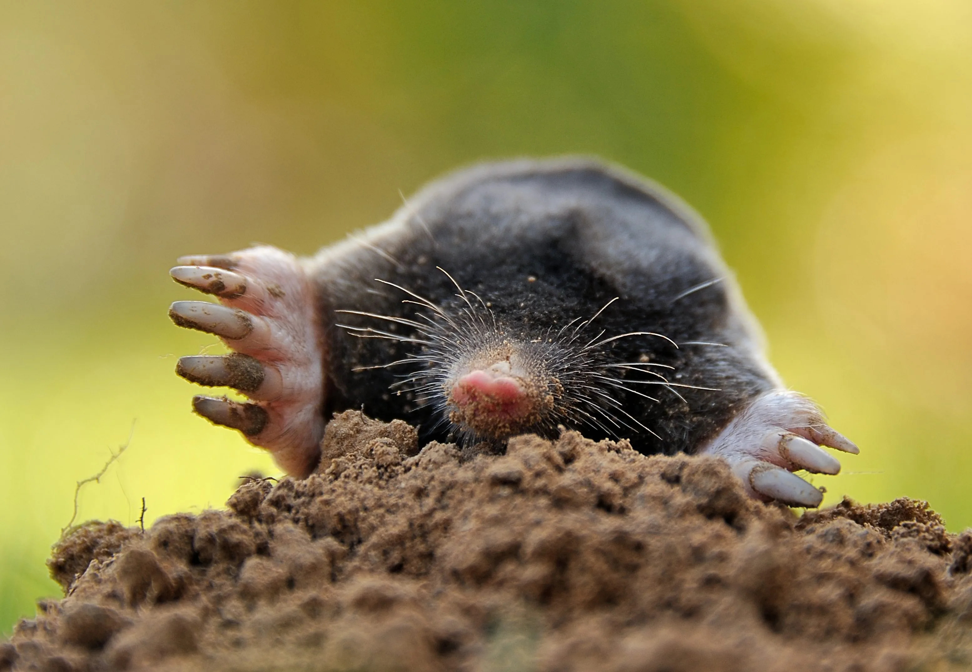 Dead moles, Mole fatalities, Mole extermination, Mole harm, 3110x2150 HD Desktop