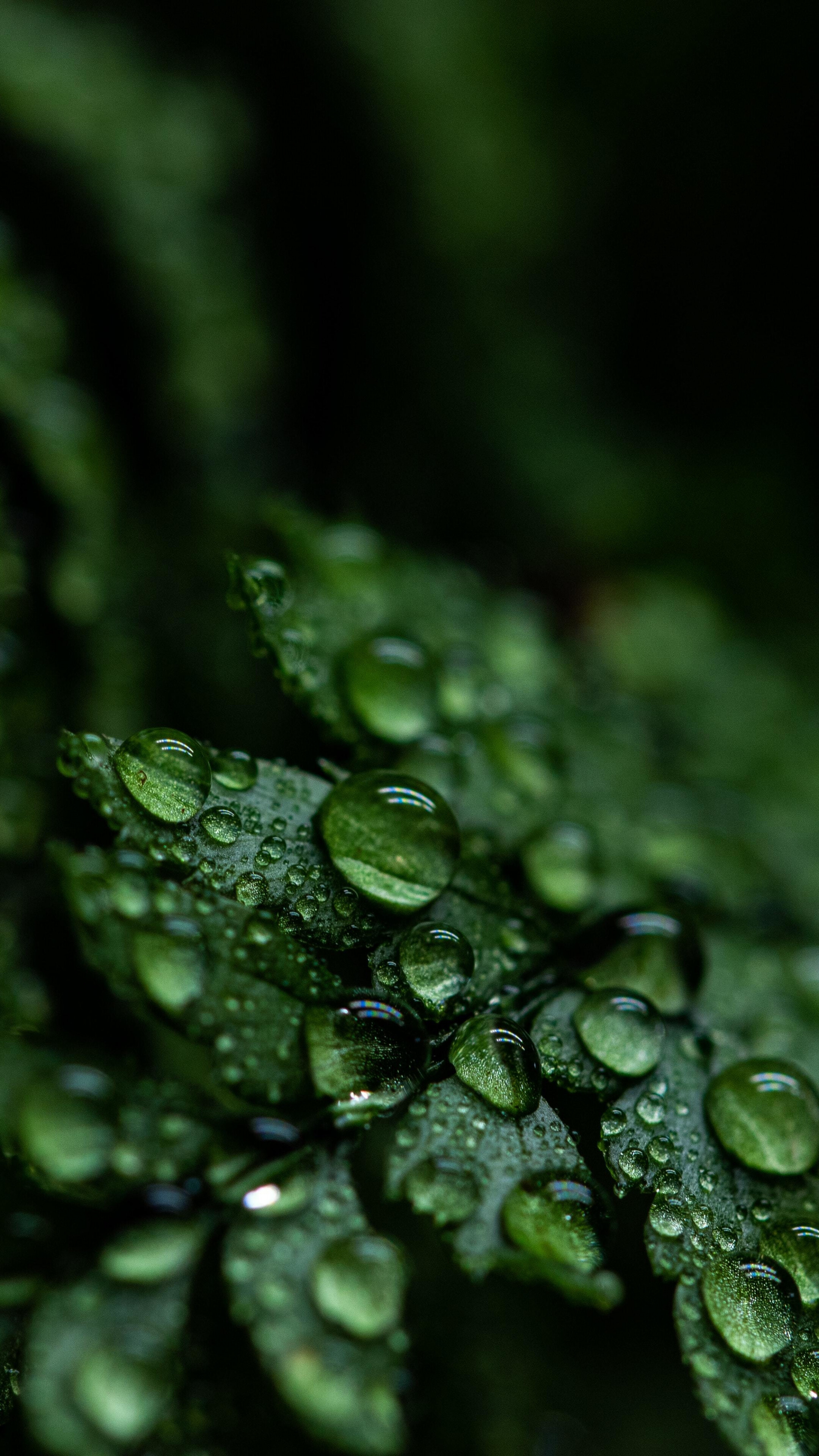 Go Green: Droplets of water on the leaf, Moisture evaporating from plants, Leaves dripping water. 2160x3840 4K Wallpaper.