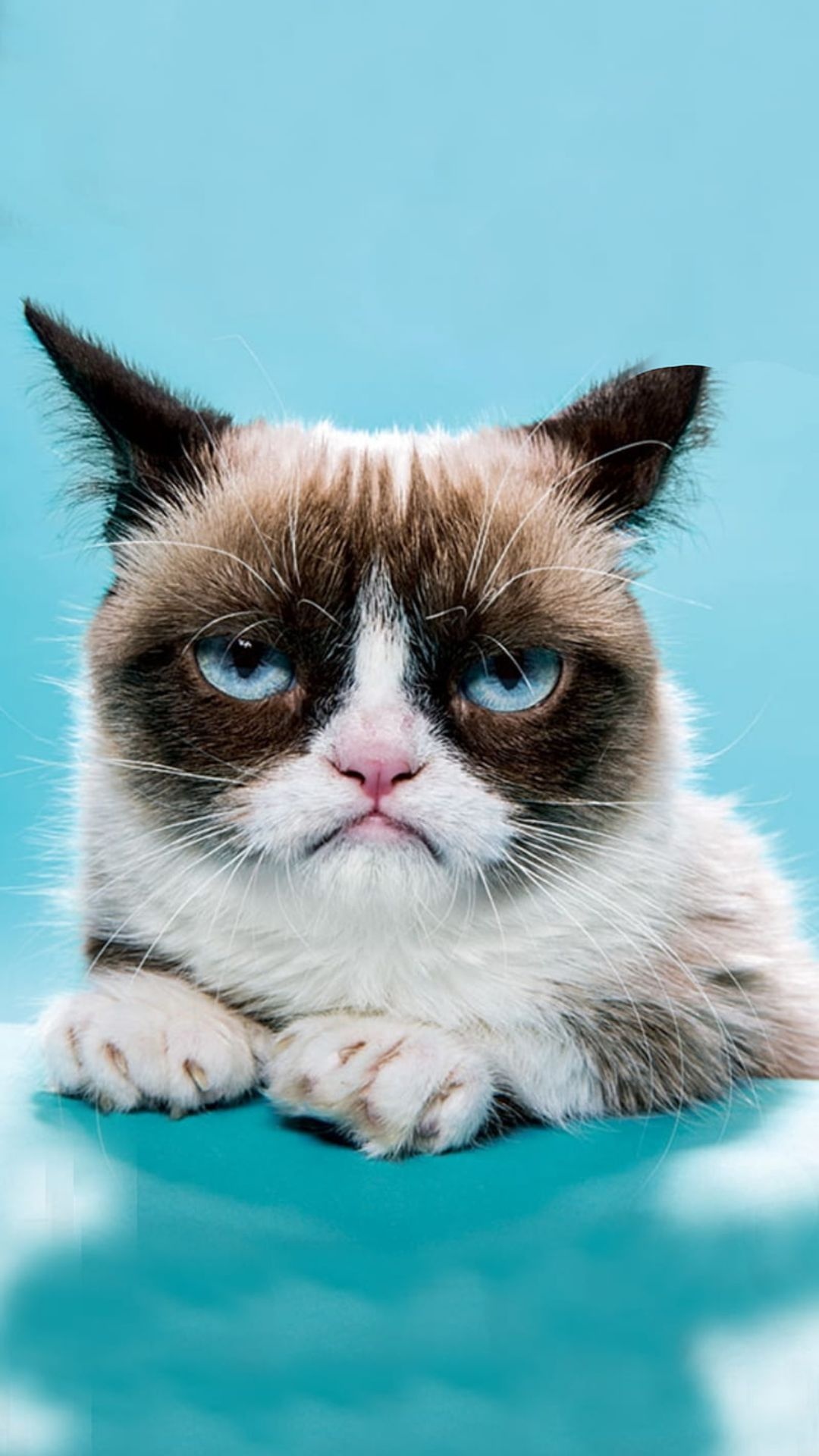 Grumpy Cat, Top 25 wallpapers, HQ download, Meme sensation, 1080x1920 Full HD Phone