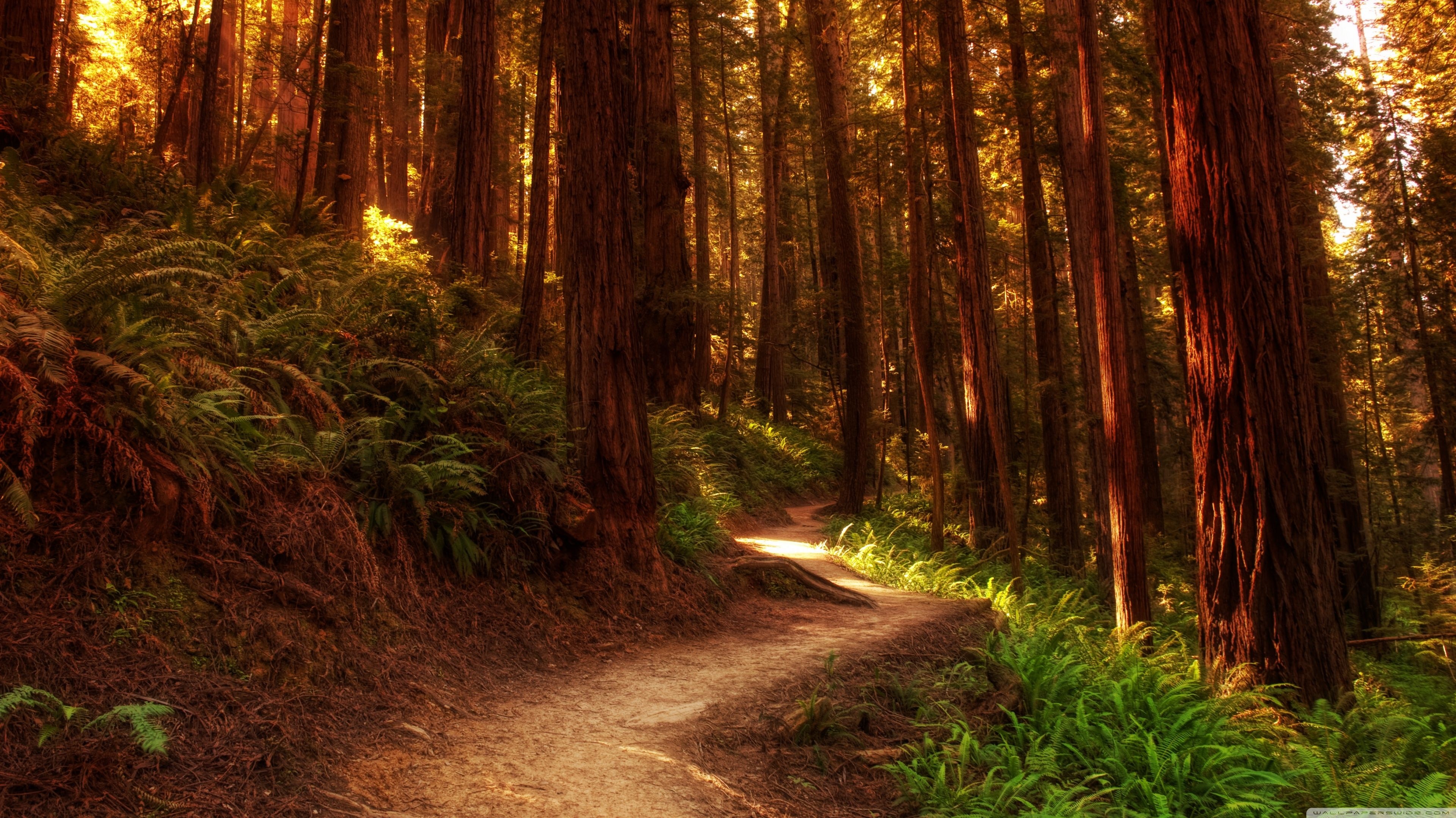 Scenic redwood forest, Peaceful surroundings, Enchanting beauty, Majestic trees, 3840x2160 4K Desktop