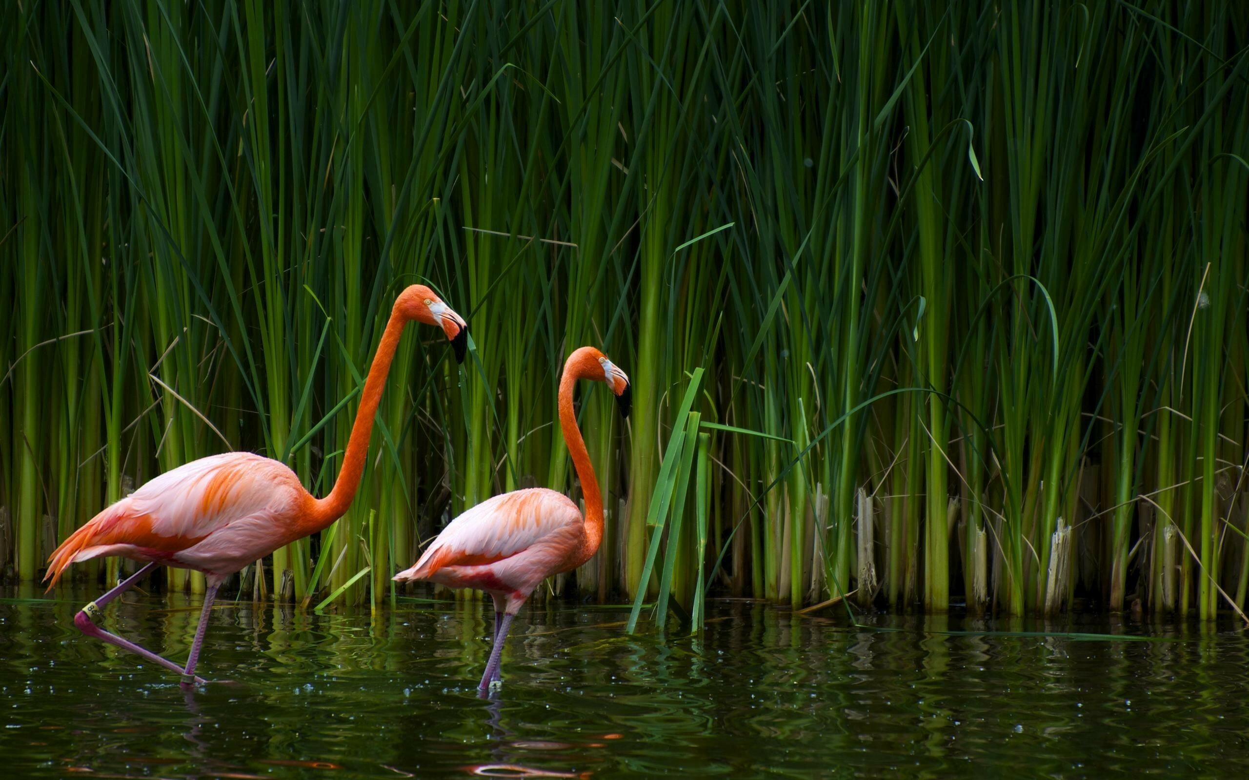 Flamingo: Phoenicopterus, Eat larva, small insects, blue-green and red algae, mollusks, crustaceans and small fish. 2560x1600 HD Wallpaper.
