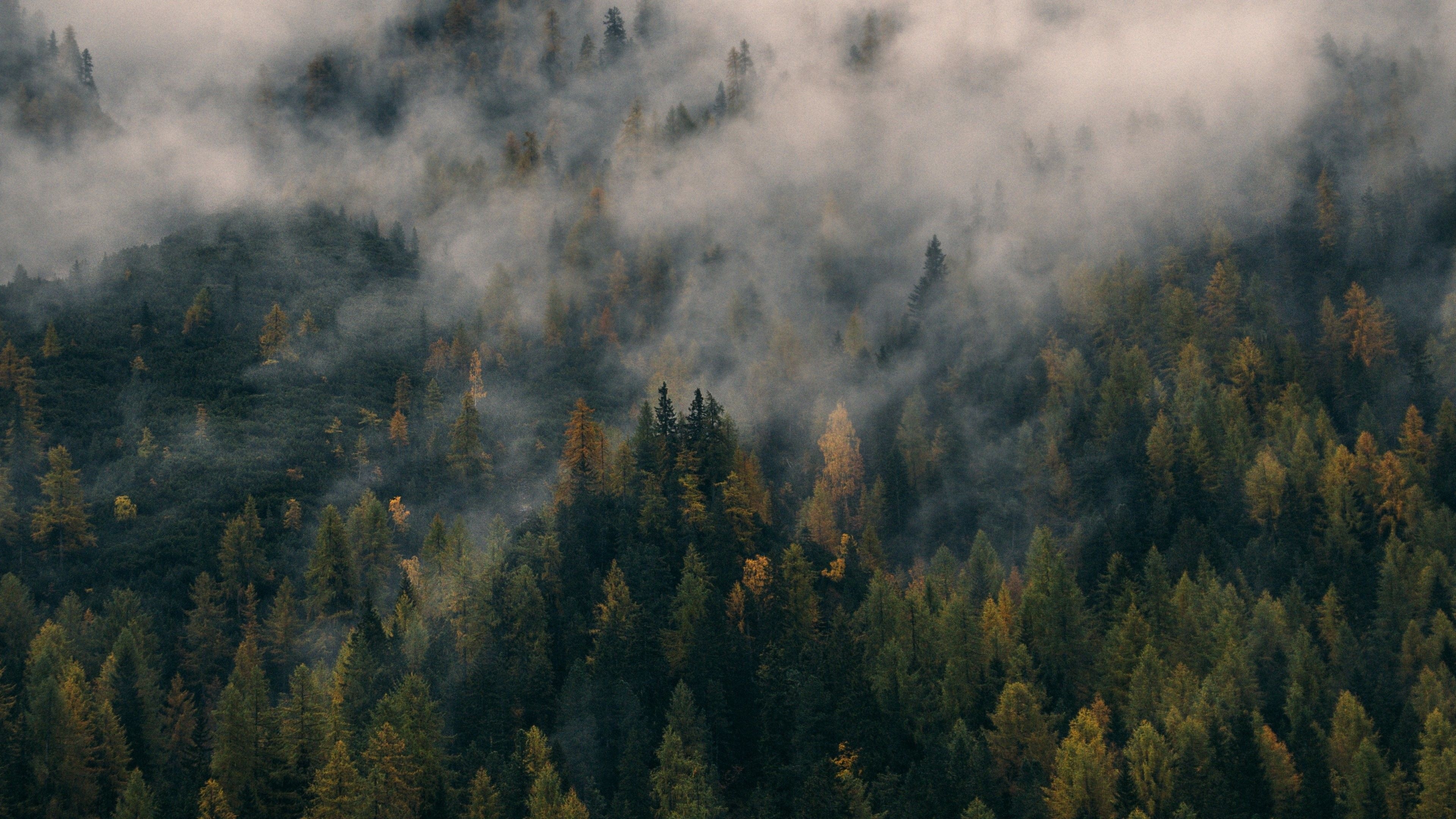 Fall fog, Autumn ambiance, Enchanting mist, Seasonal beauty, 3840x2160 4K Desktop