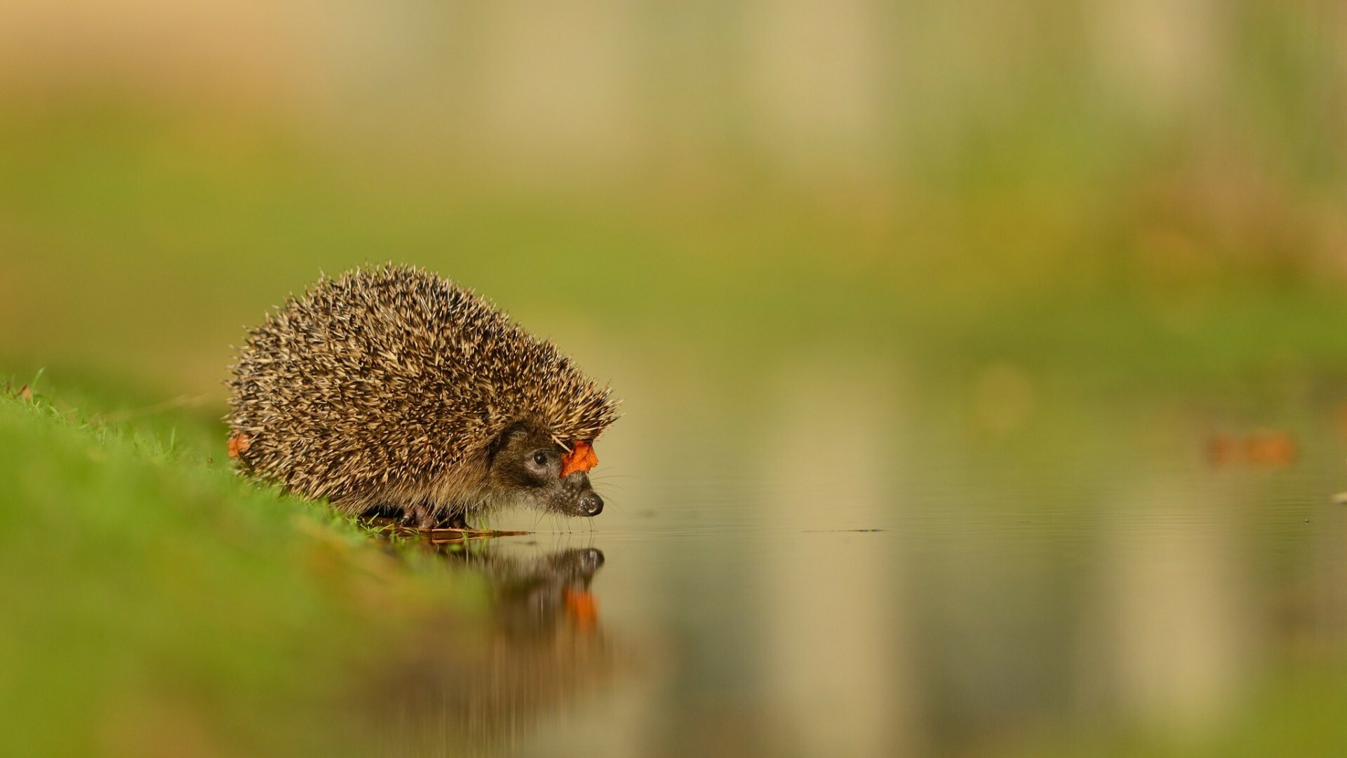 Hedgehog: Animals, Comprise a subfamily Erinaceinae of family Erinaceidae. 1920x1080 Full HD Background.
