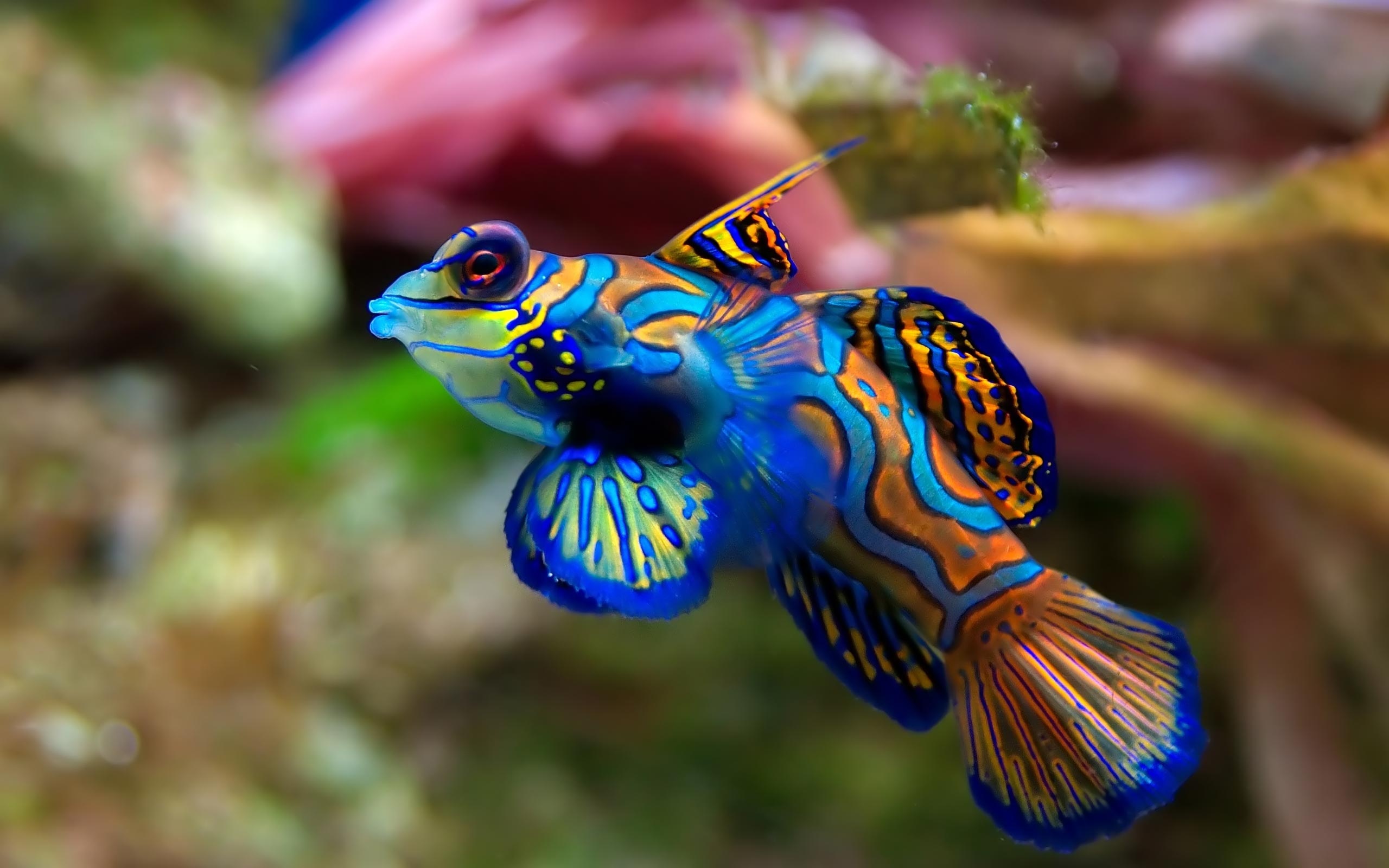 HD saltwater fish, Vibrant and diverse, Aquarium inhabitants, Captivating underwater, 2560x1600 HD Desktop