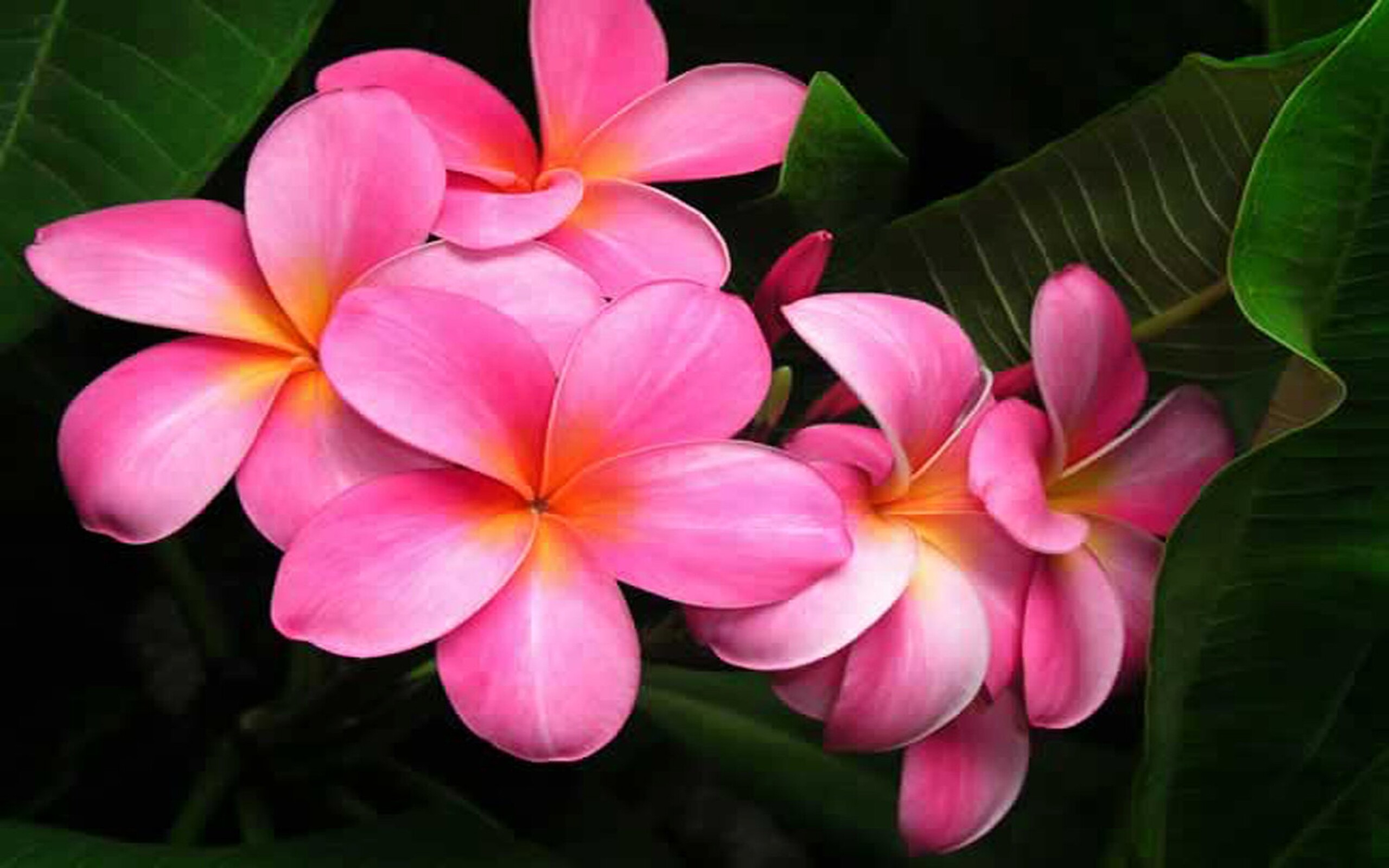 Frangipani Flower: Native to the New World tropics, Flowering plant. 2560x1600 HD Wallpaper.