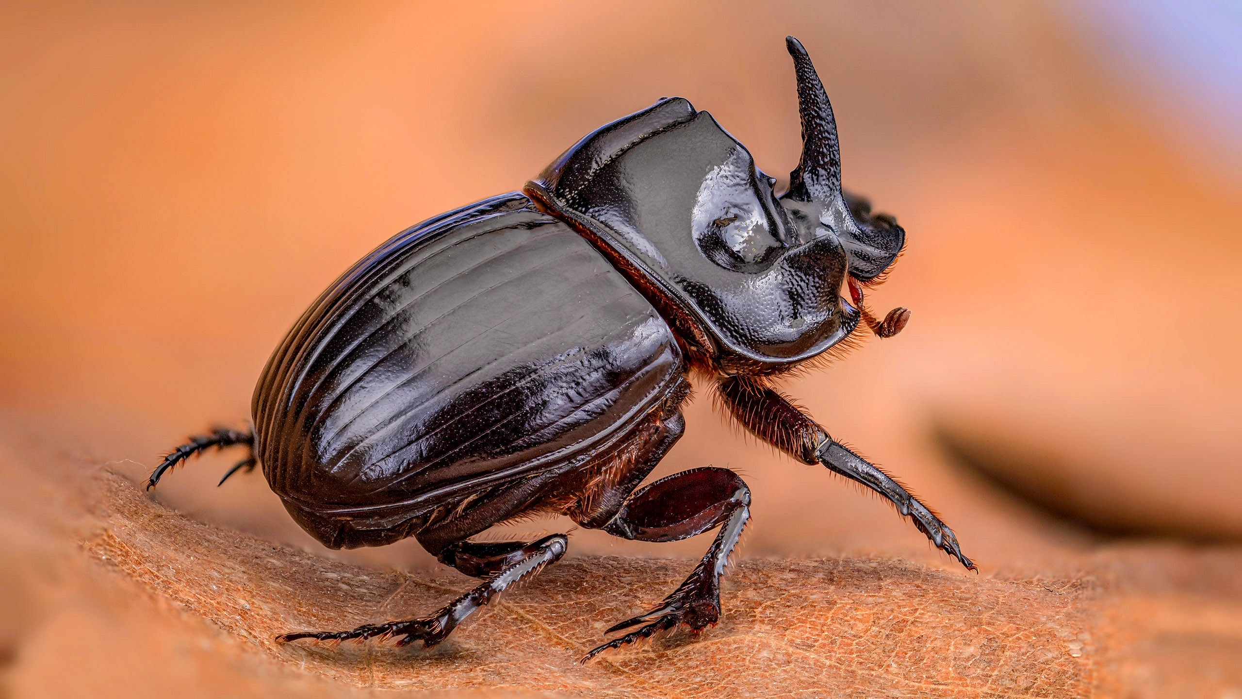 Beetle, Rhinoceros beetle wallpaper, Insect, 2560x1440 HD Desktop