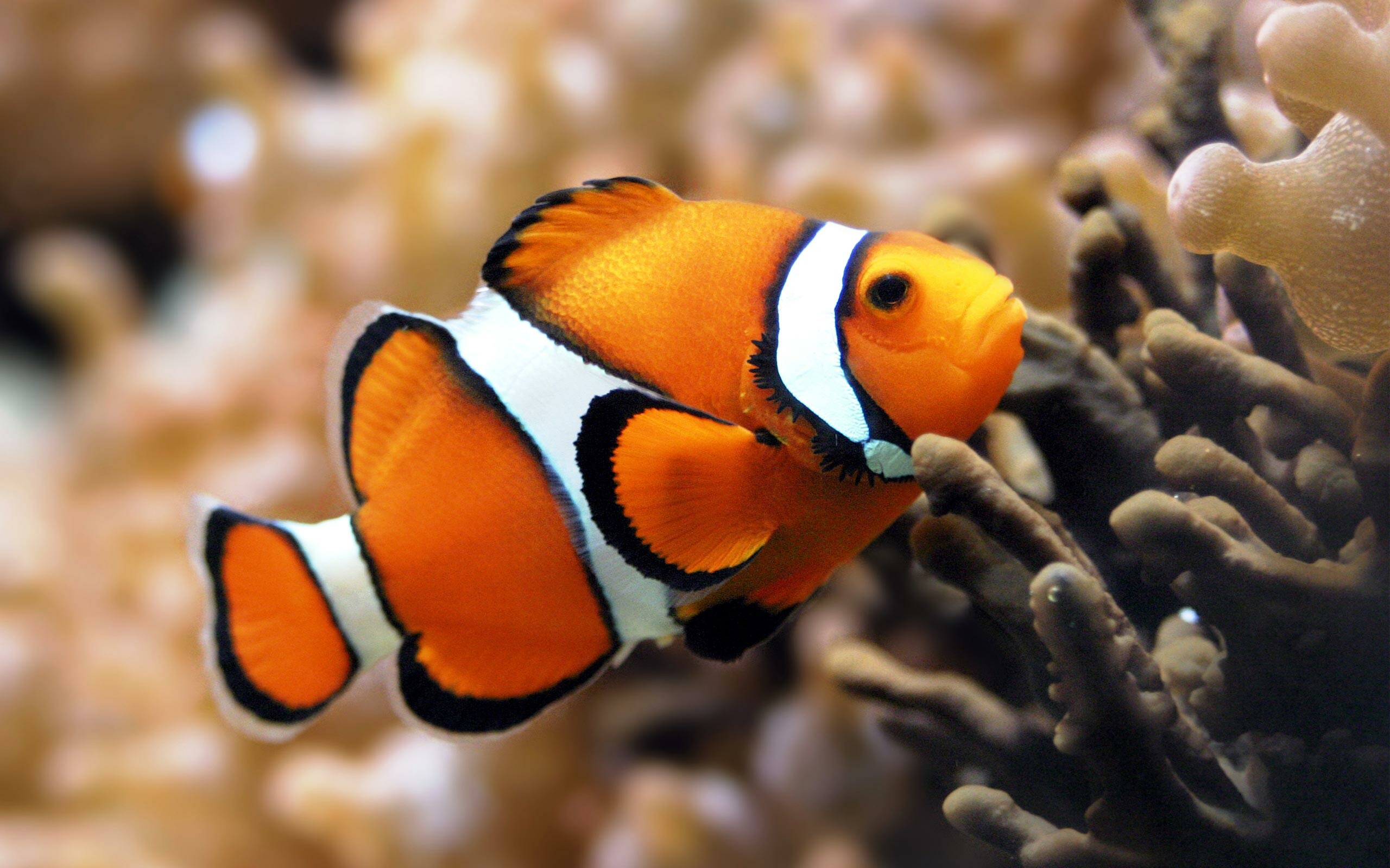 Fish: Amphiprion ocellaris, Belongs to the class Actinopterygii. 2560x1600 HD Background.