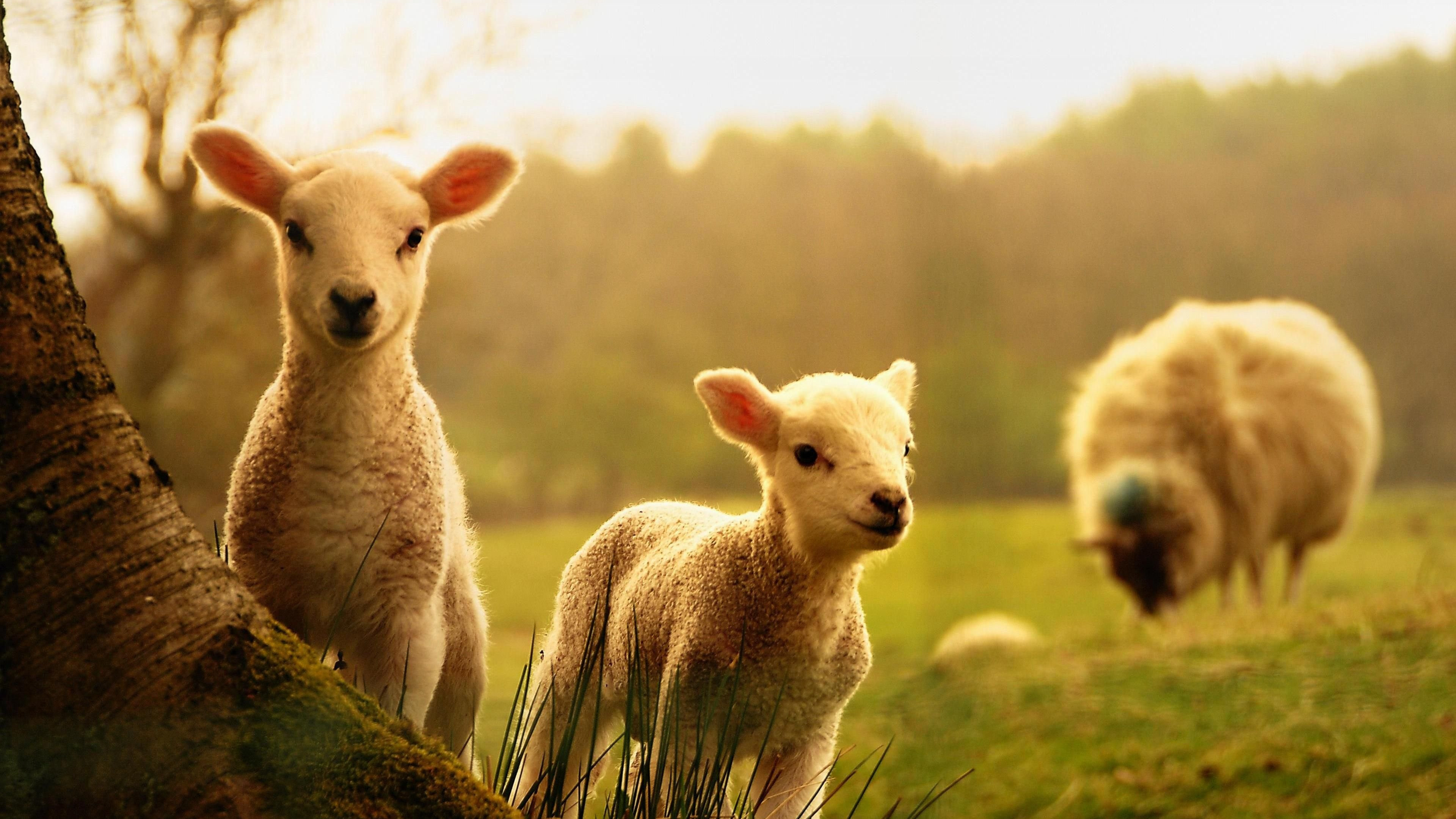 Full HD sheep wallpapers, High-quality images, Perfect for desktop background, Beautiful visual experience, 3840x2160 4K Desktop