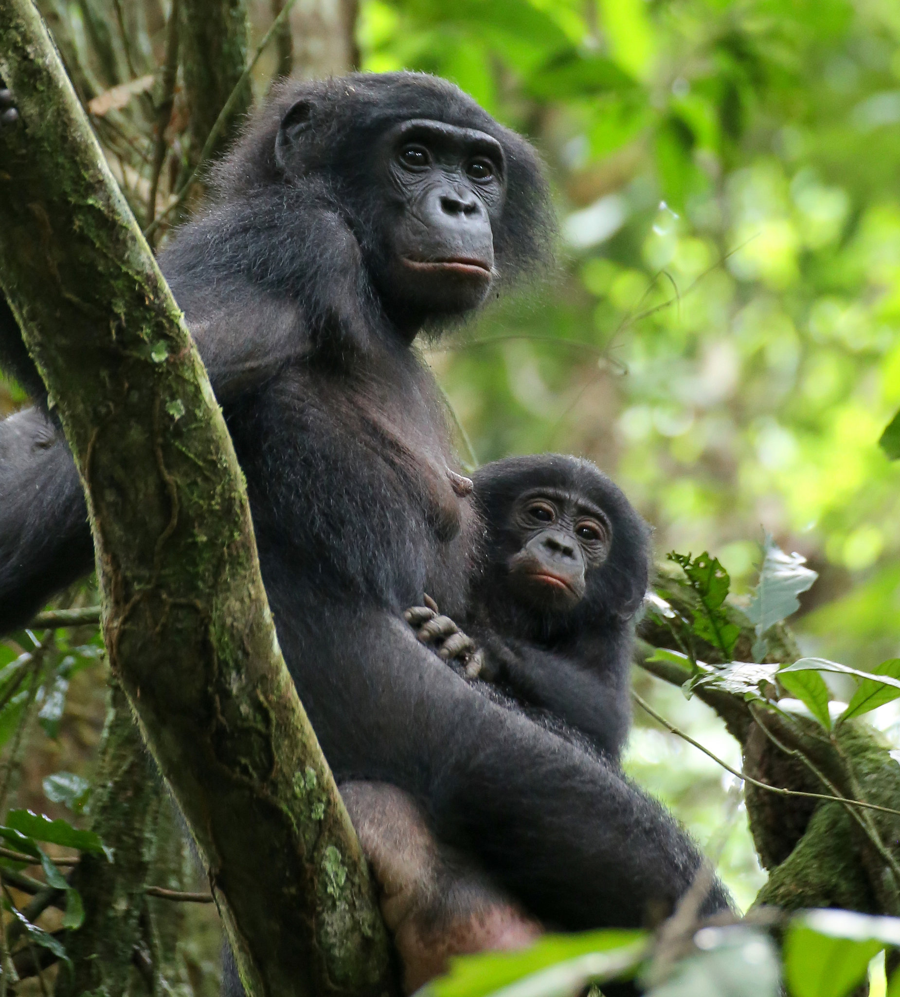 Bonobo, Female bonding in the bonobo world, Camaraderie among bonobos, The power of bonobo sisterhood, 1850x2050 HD Handy
