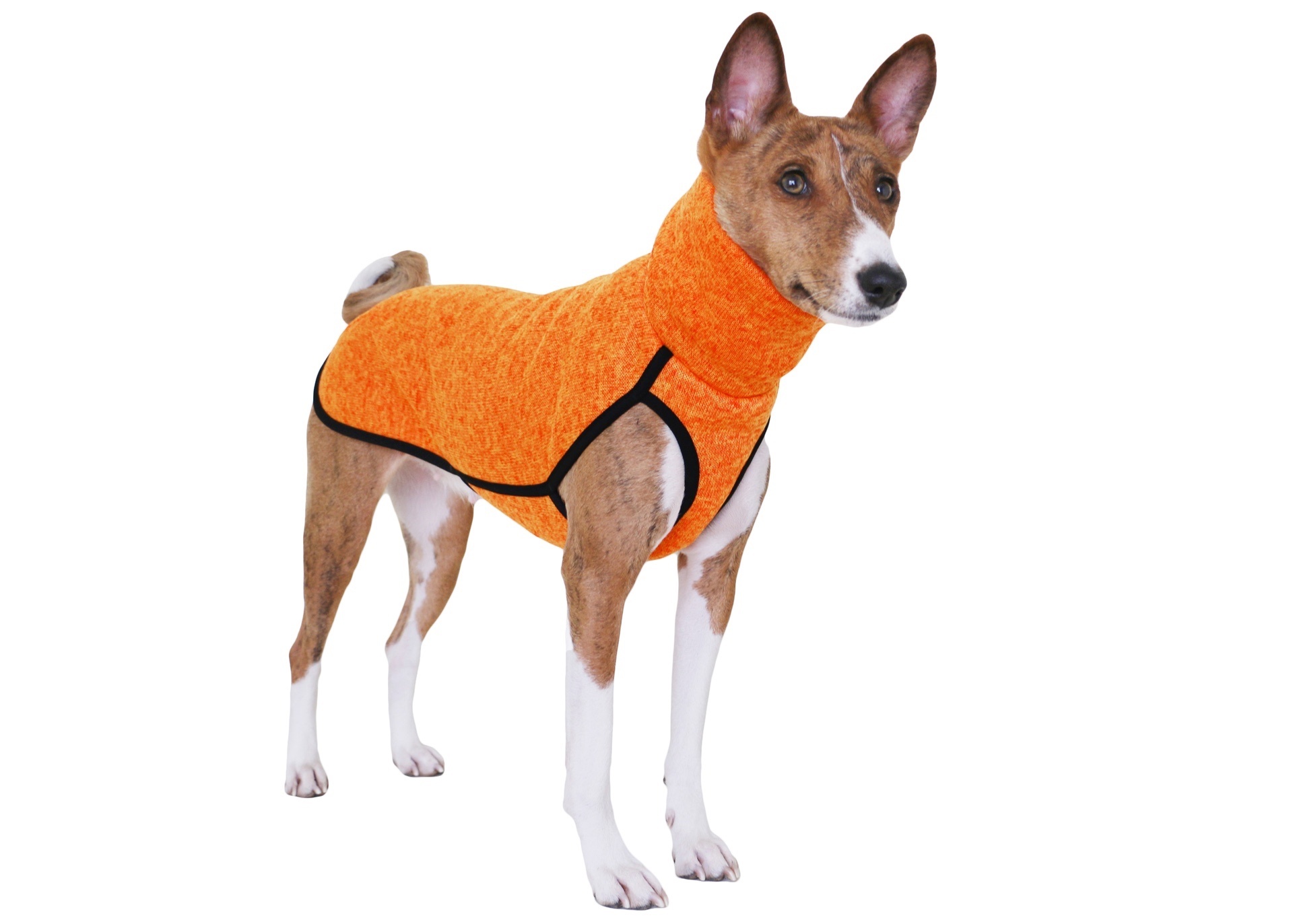 Basenji dog, Fox-like, Stylish attire, Fashionable clothing, 1920x1380 HD Desktop