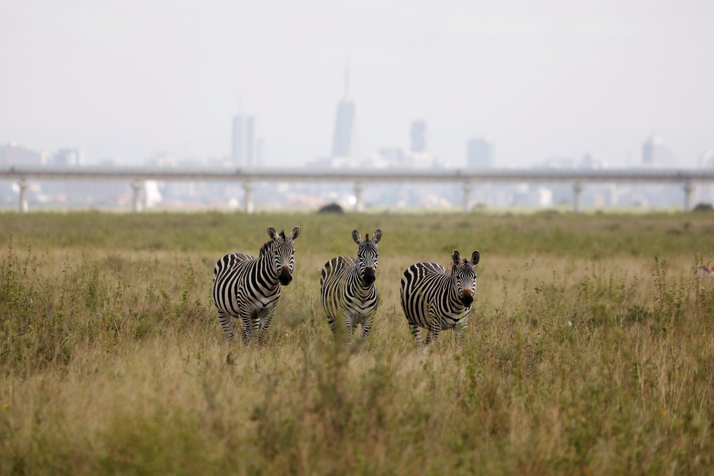 Nairobi, Kenya, Safari experience, Urban wilderness, Threatened wildlife, 3000x2000 HD Desktop