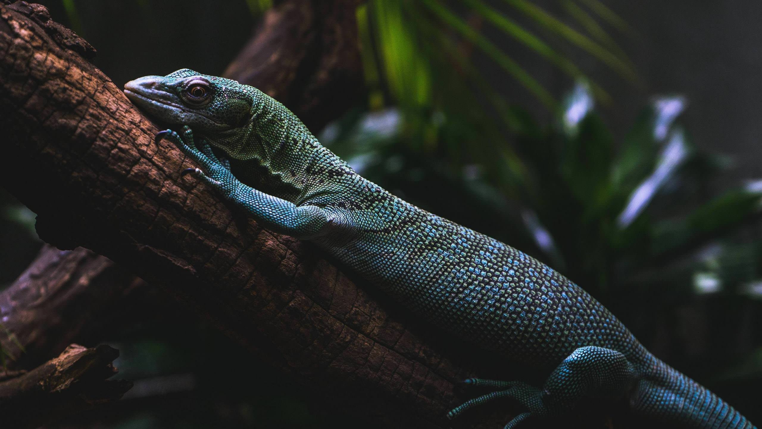 Animated lizard wallpaper, Dynamic visual, Reptile-themed art, Eye-catching, 2560x1440 HD Desktop