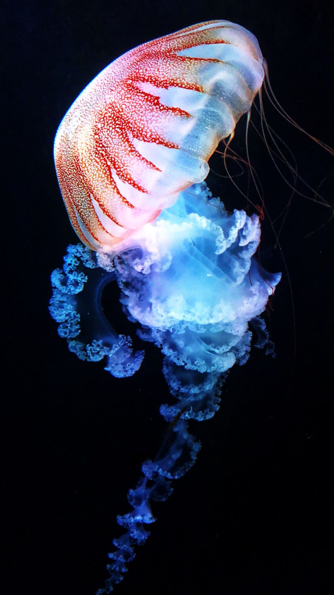 Glowing Jellyfish: Aequorea jelly, The most marvelous creatures of earth, Extensible marginal tentacles studded with stinging cells. 1080x1920 Full HD Wallpaper.