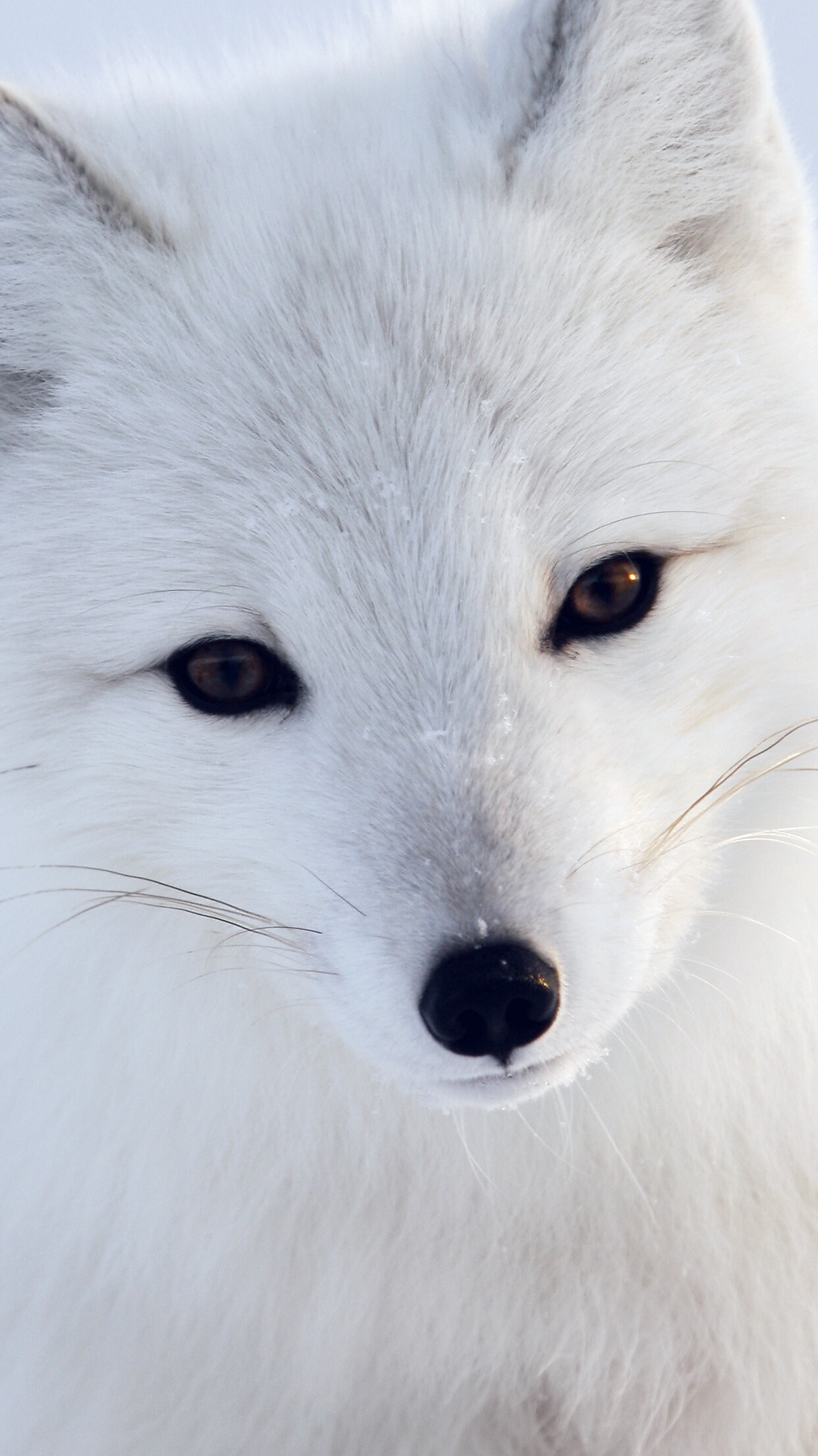 Fox: Vulpes lagopus, Native to the Arctic regions. 1250x2210 HD Background.