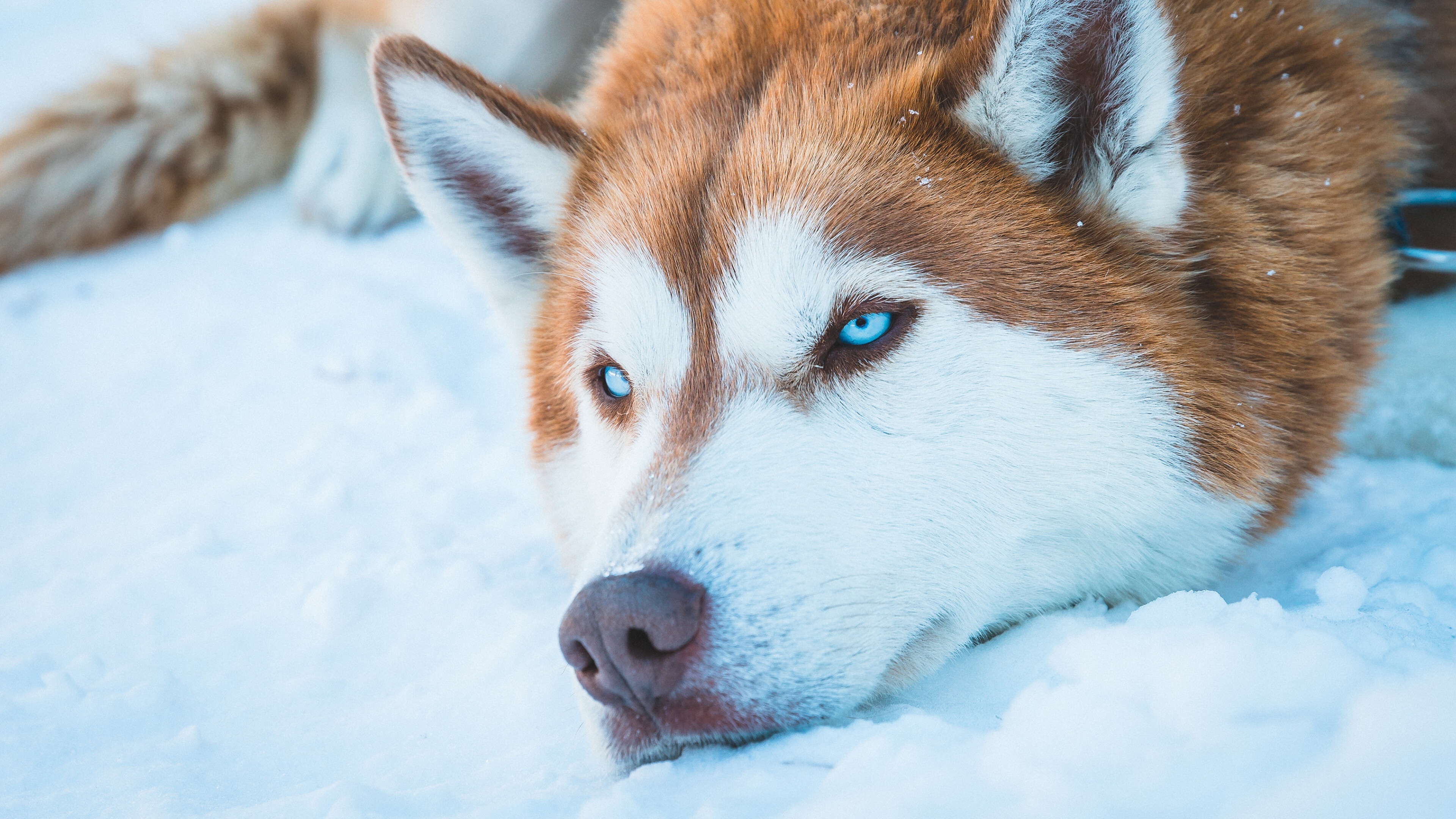 Husky 4K ultra HD, Dog in snow, Winter feeling, Wallhere, 3840x2160 4K Desktop
