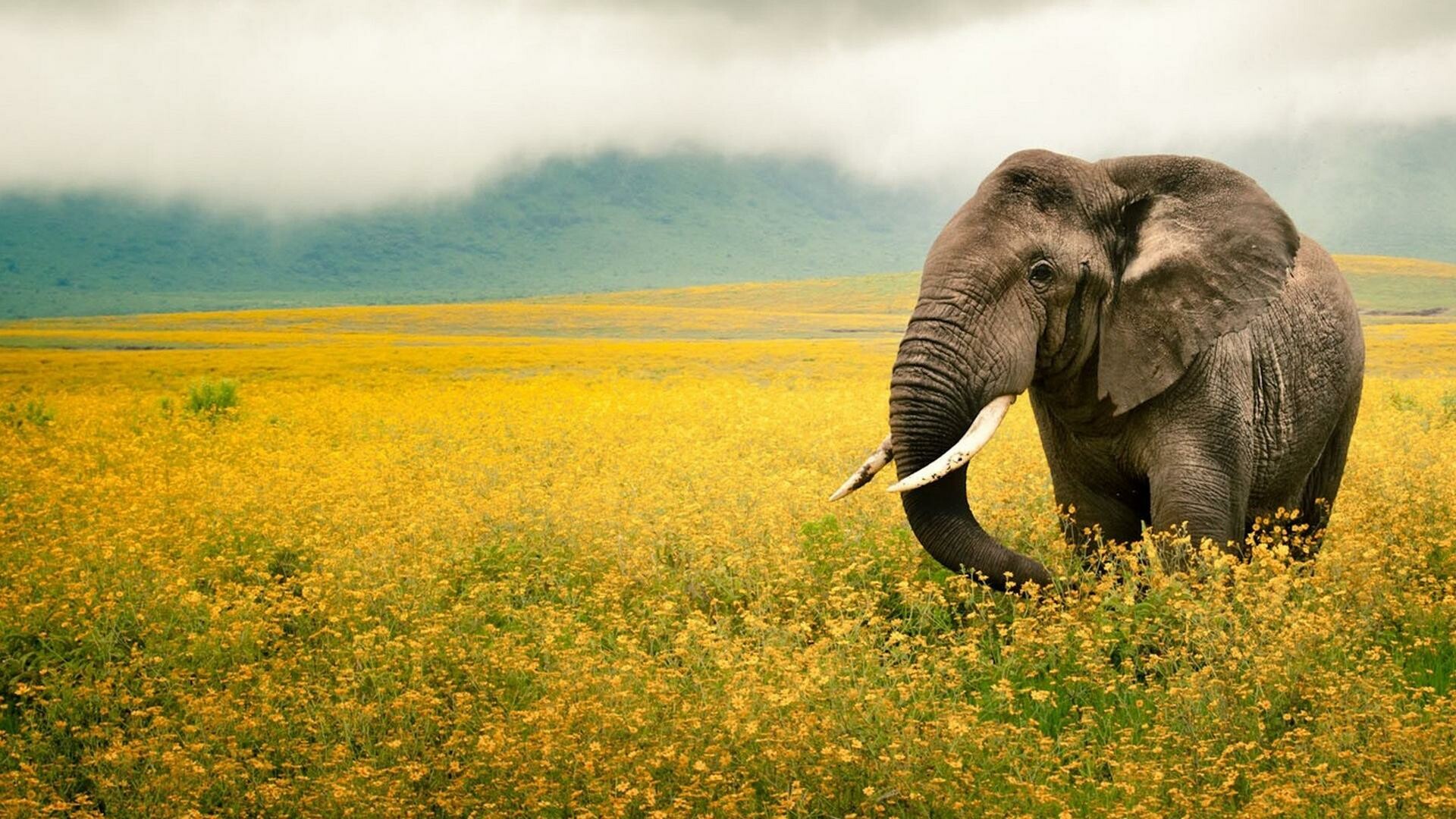 National Geographic: Elephant, The detail and complexity of the natural environment. 1920x1080 Full HD Wallpaper.