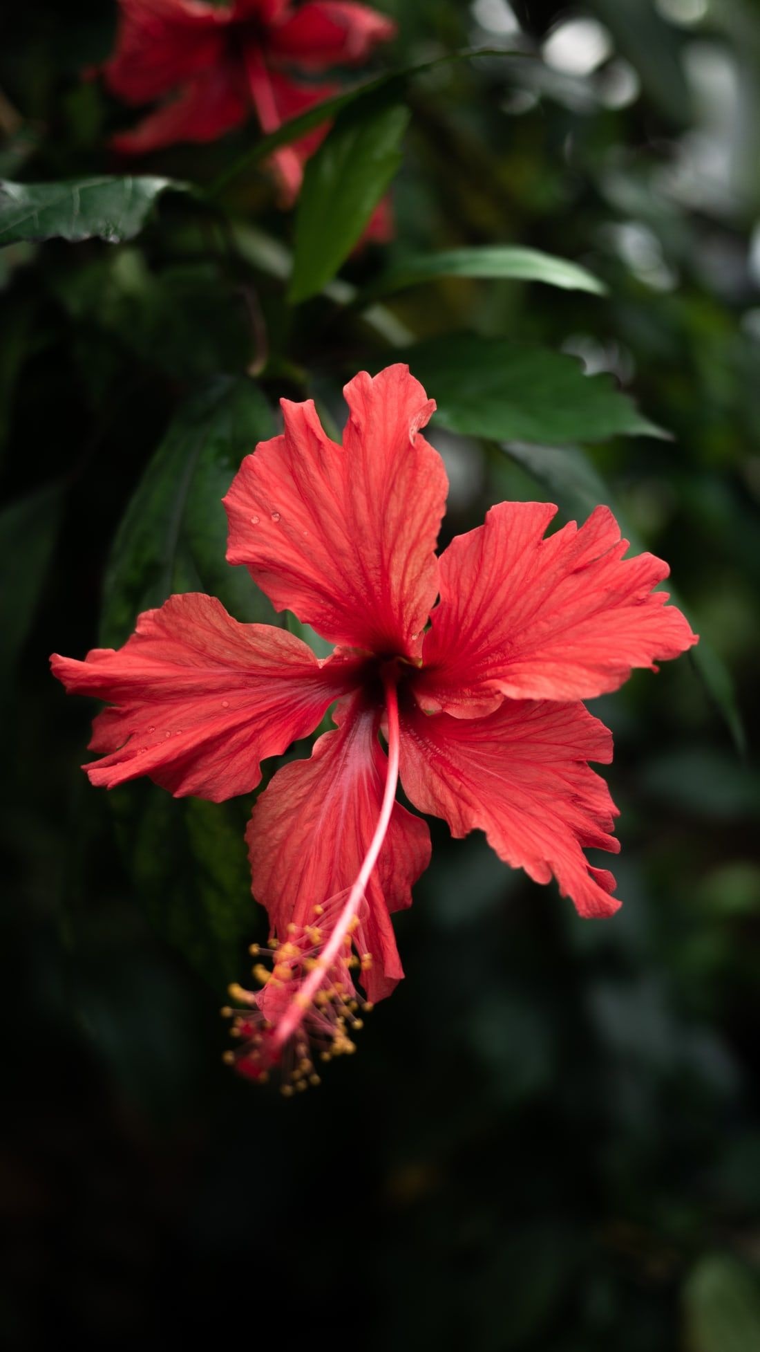 Hibiscus flower pictures, Free images, Wallpaper nature flowers, Floral photography, 1100x1960 HD Handy