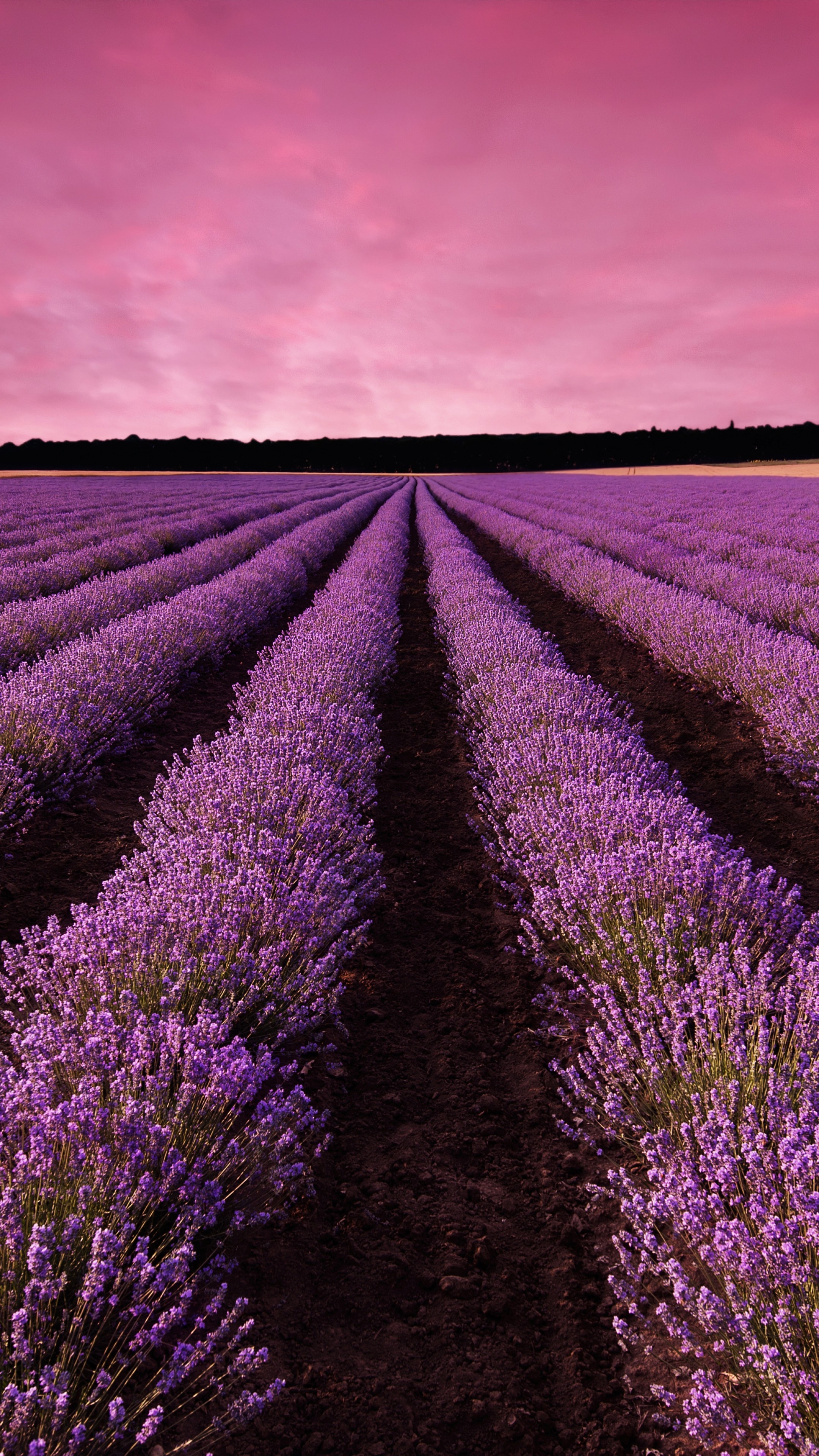 Lavender, Provene, France, 5K nature, 2160x3840 4K Phone