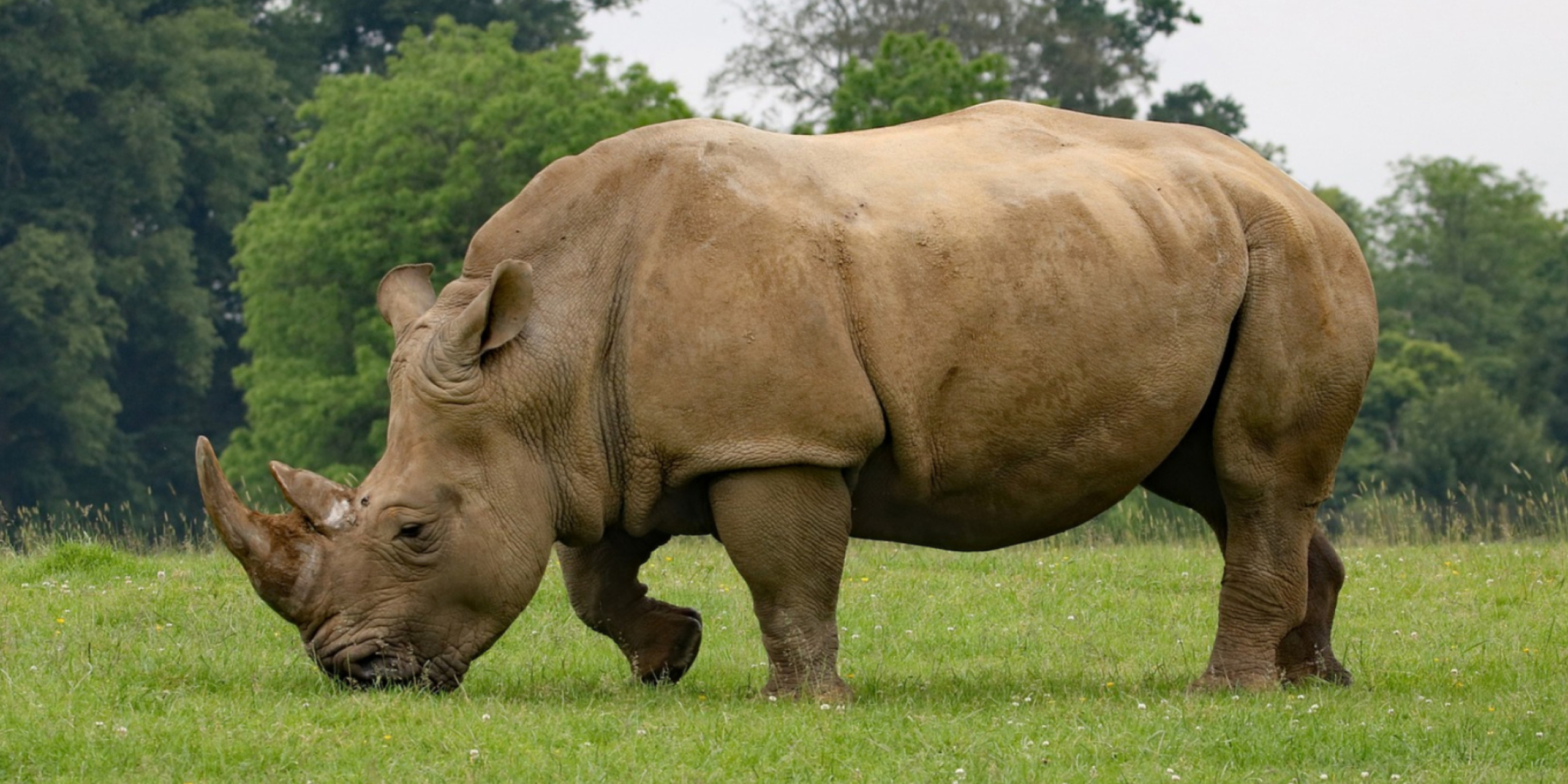 High-definition rhinoceros image, Rhino wallpaper in HD, Rhino picture in high quality, Detailed rhino photo, 2560x1280 Dual Screen Desktop