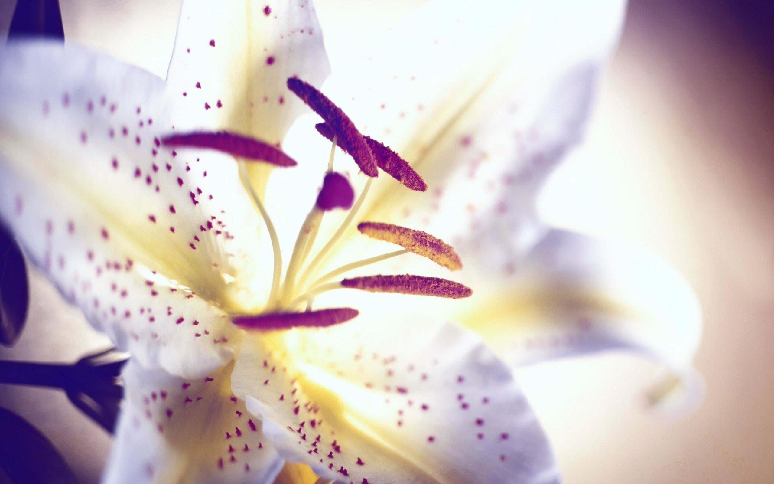 Lily: Lilies are tall perennials ranging in height from 60–180 cm. 2560x1600 HD Wallpaper.