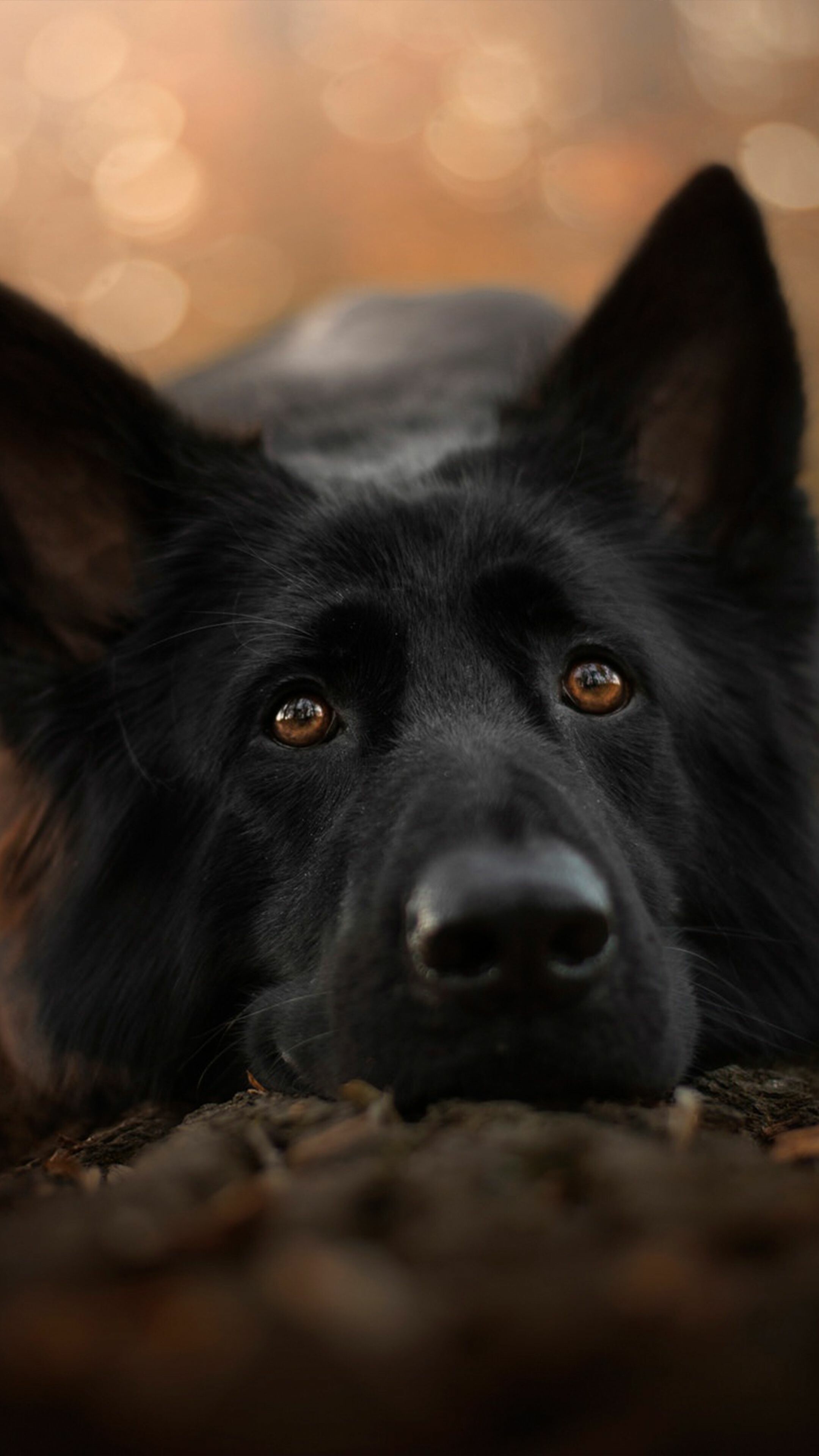 Dog: Domestic mammal of the family Canidae, Pet. 2160x3840 4K Wallpaper.