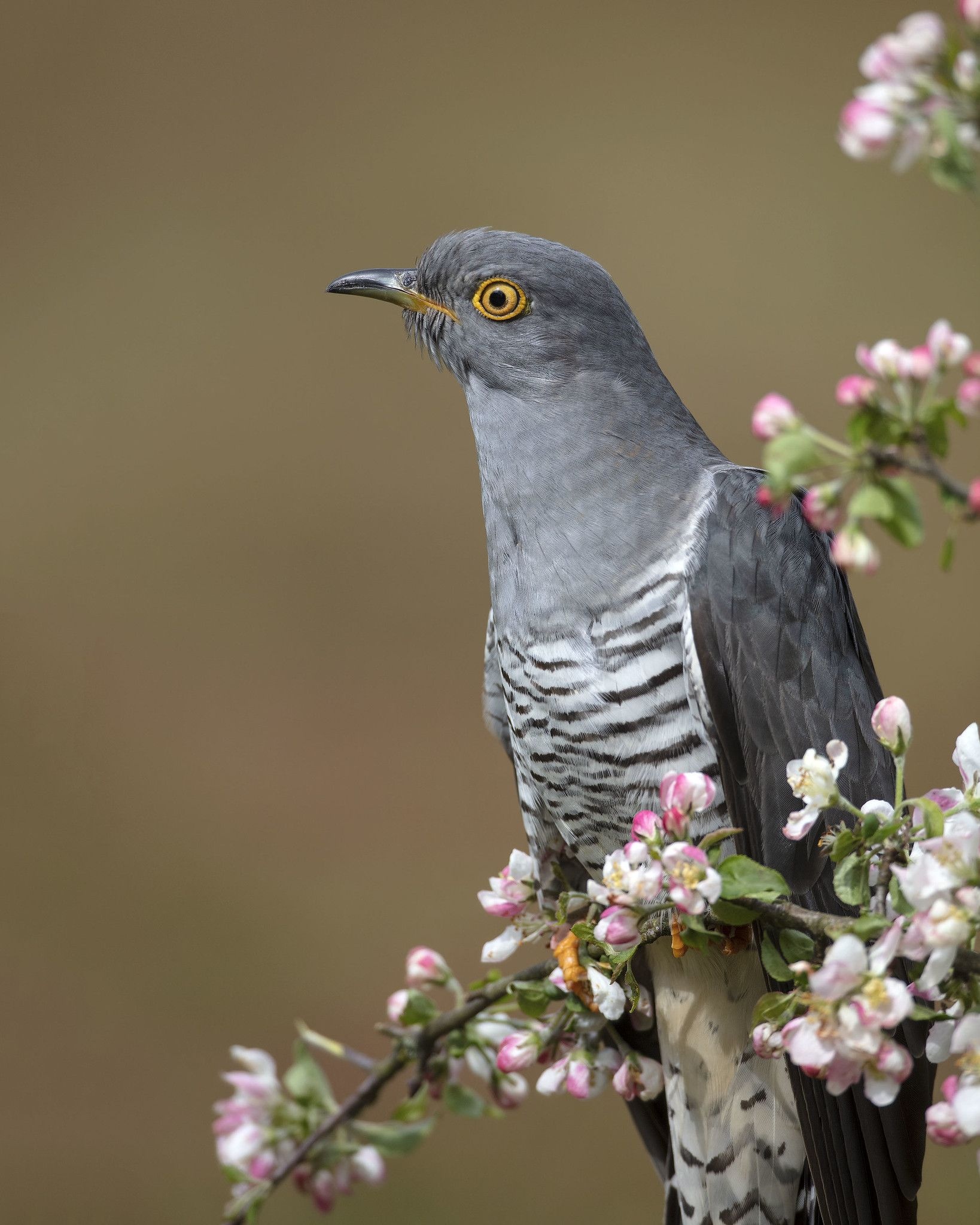 Cuckoo beautiful birds, Nature's wonder, Captivating feathered friends, Avian delights, 1640x2050 HD Handy