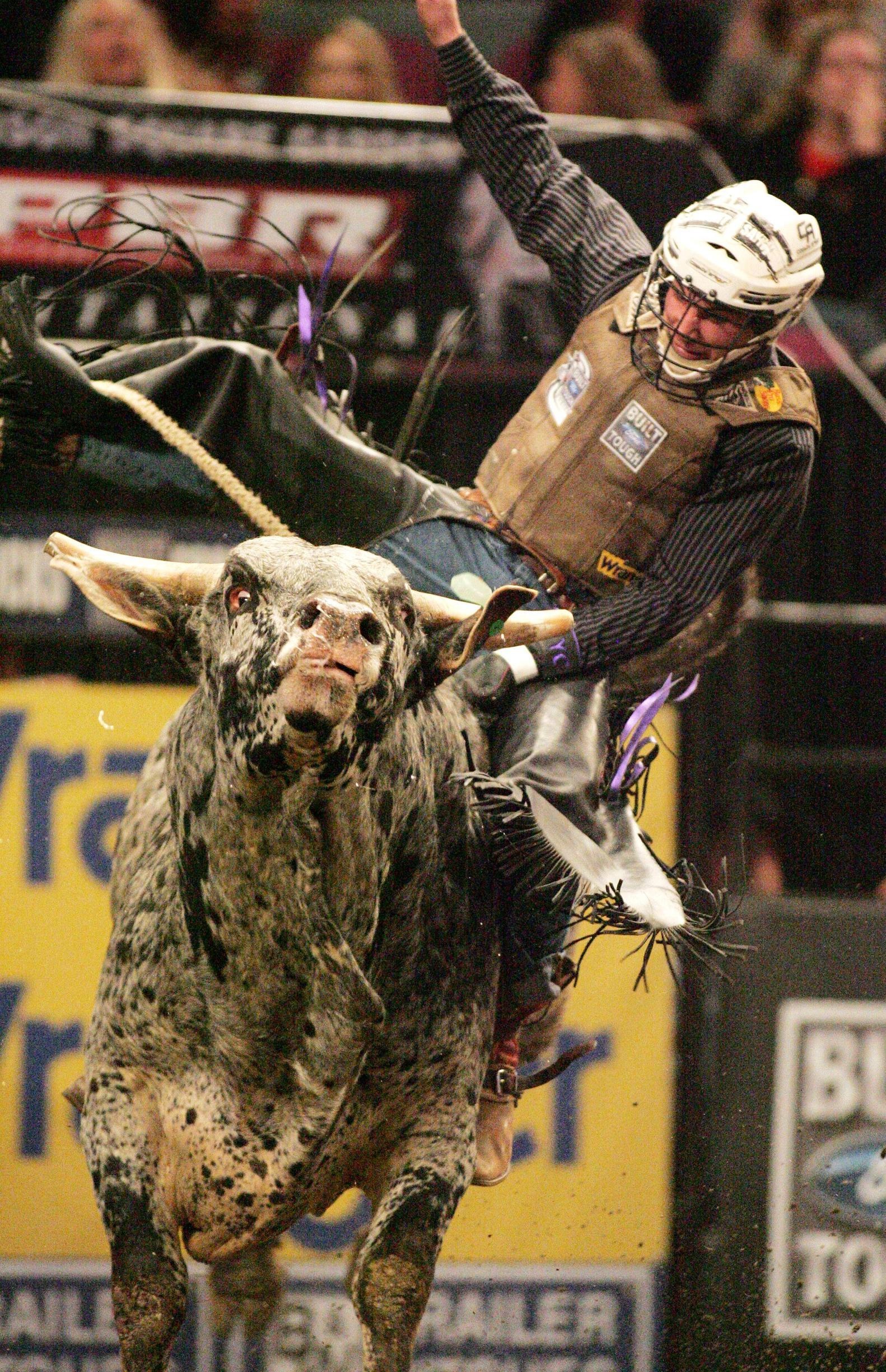 Bullriding: Rodeo sport, Animal tries to buck off the rider, Western, Cowboy, Extreme sport, Bullfighter, Rodeo bull. 1590x2450 HD Wallpaper.