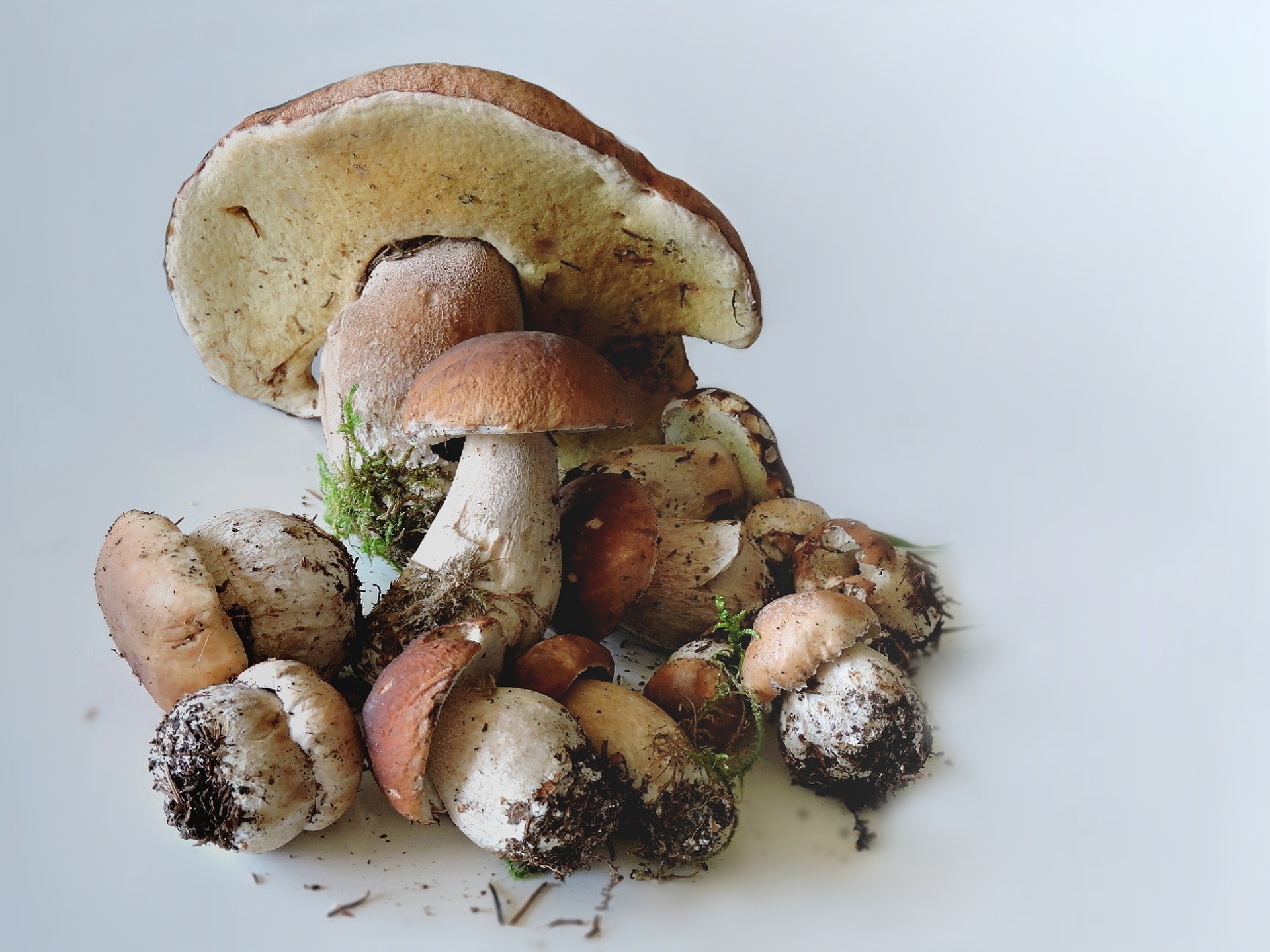 Porcini mushrooms, Heart-shaped clipart, Edible fungi, Culinary ingredient, 1920x1440 HD Desktop