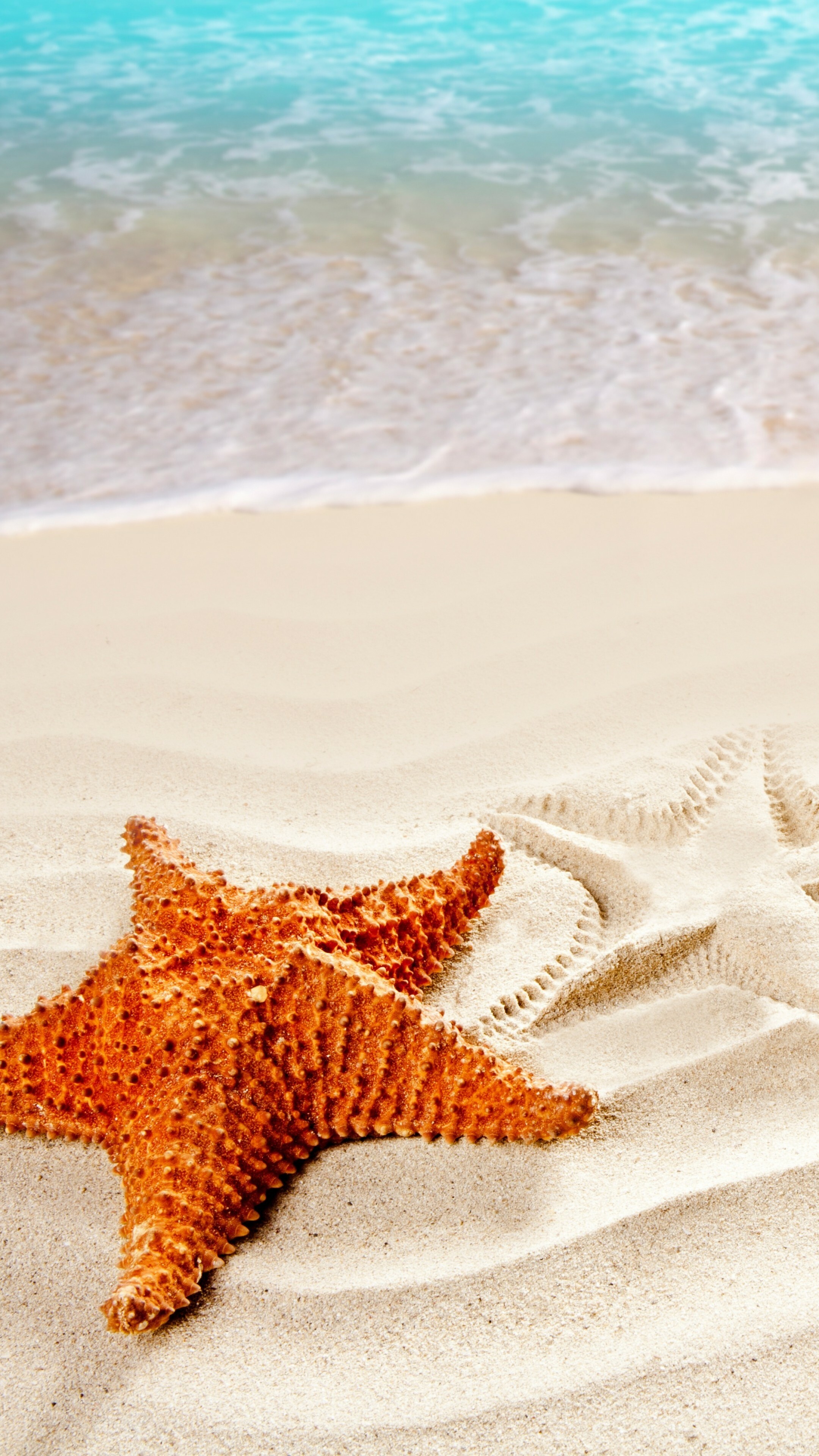 Starfish: Wallpaper Sea, 5k, 4k wallpaper, ocean, starfish, shore, Best Beaches in  the World, OS #4883. 2160x3840 4K Wallpaper.