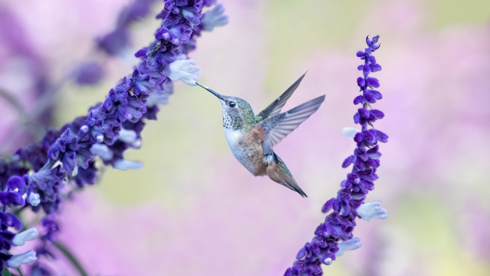 Cute hummingbird, Vibrant flowers, HD image, Nature's delight, 1920x1080 Full HD Desktop