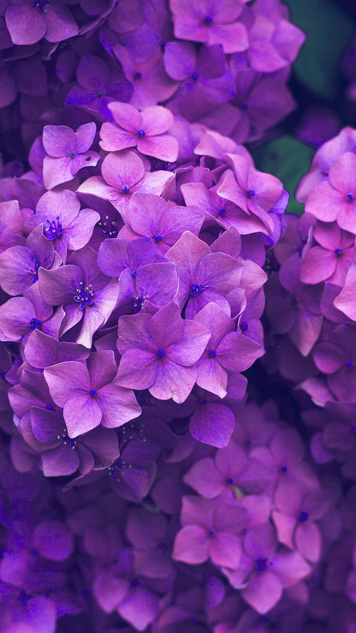 Flower spring wallpaper, Pink purple nature, Blooming marvel, Serene beauty, 1250x2210 HD Phone